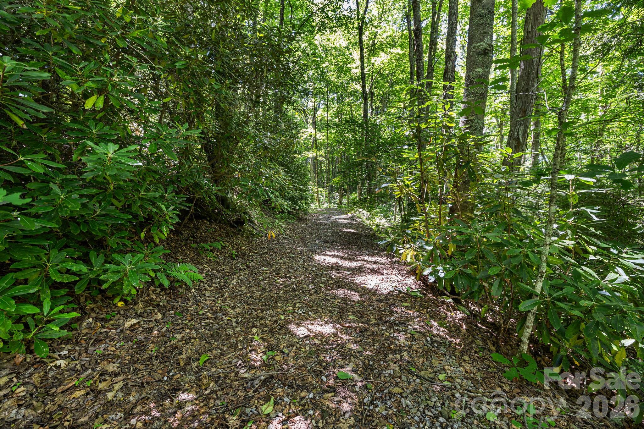 Hiking Trail into NF - 299 Basswood Road, Hot Springs