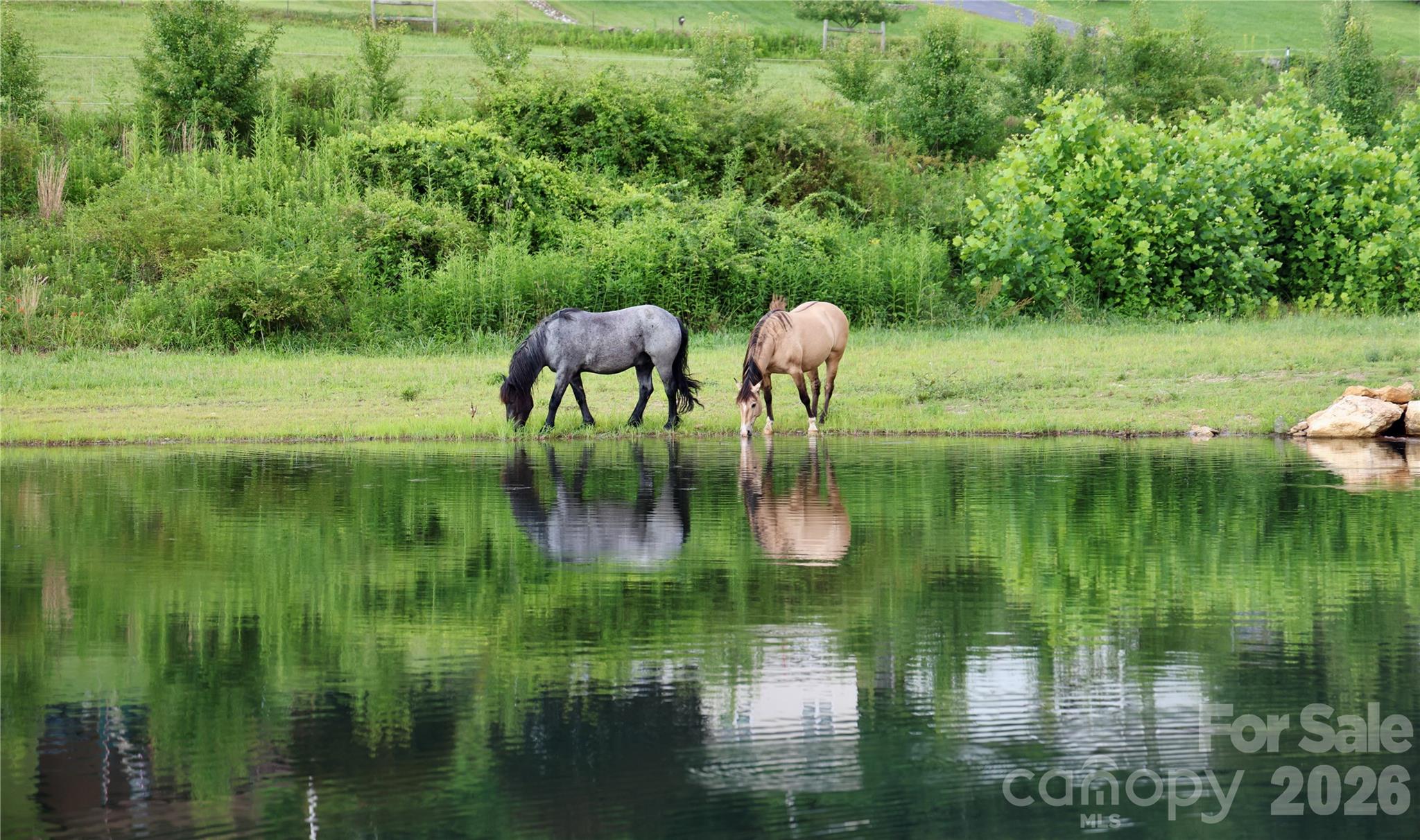 Pasture and Watering for Horses - 793 State Highway 197 South, Burnsville