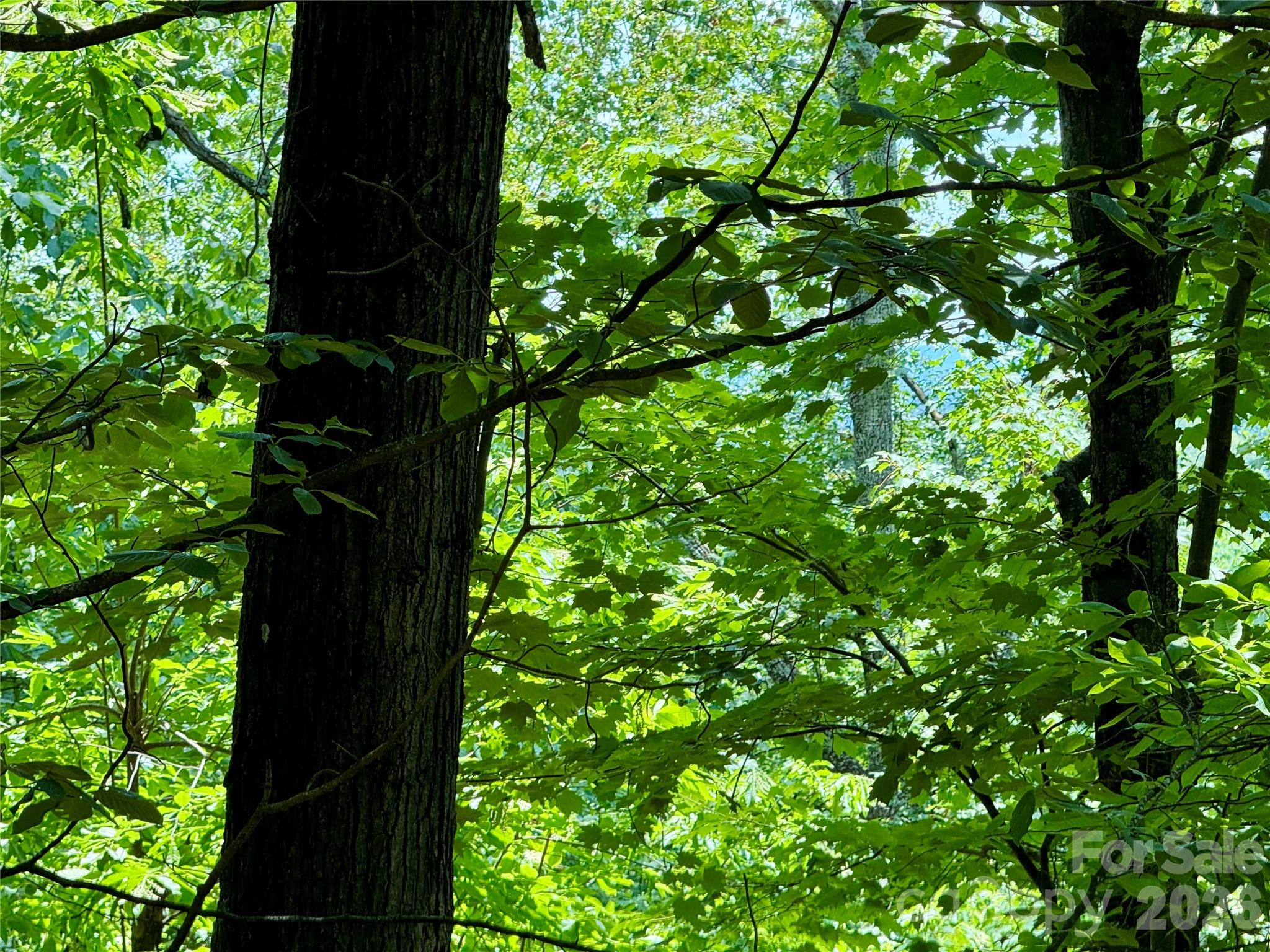 Lot at Lot 23 Bear Track Lane, Lenoir, photo 10 of 23