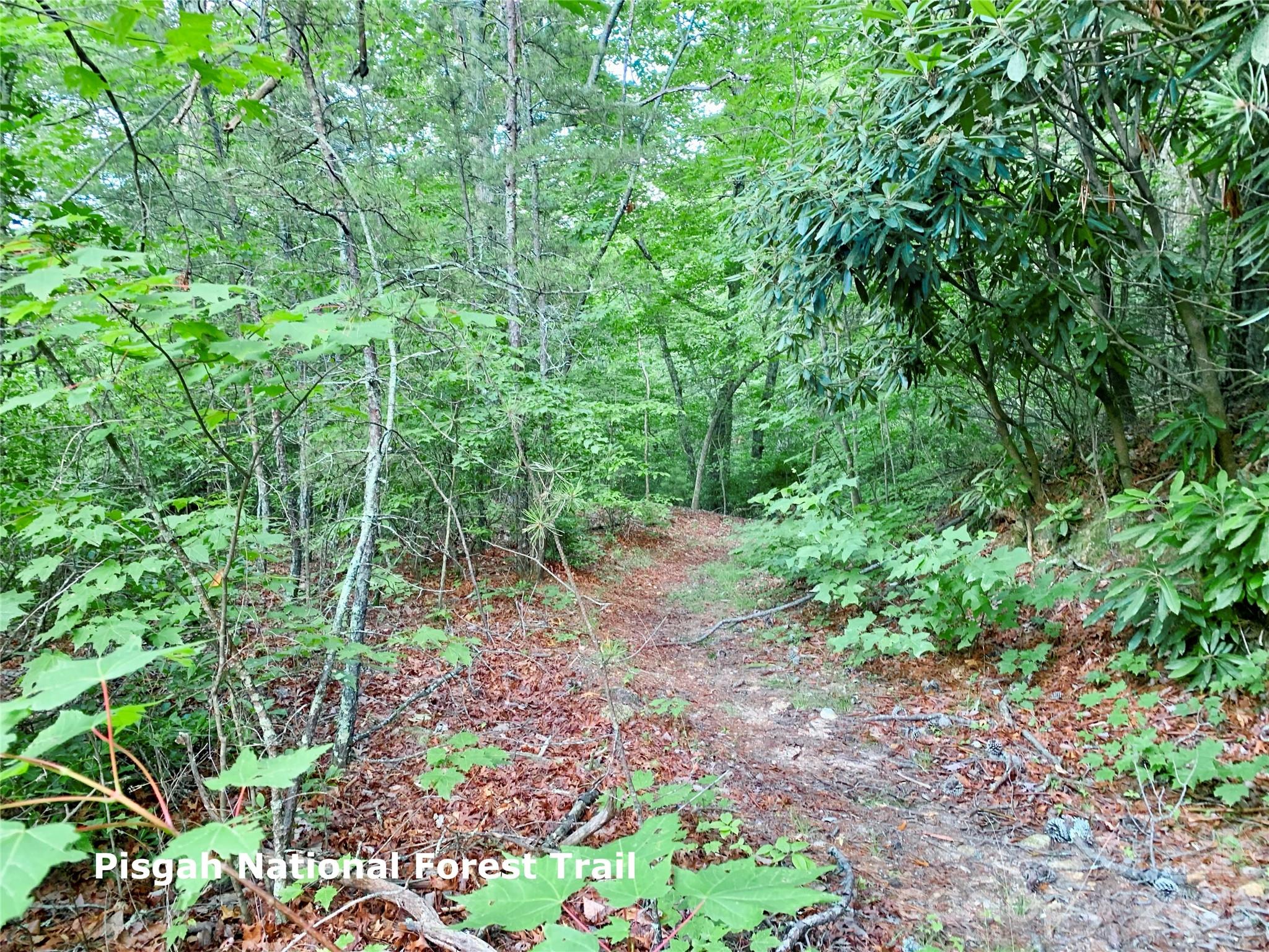 Pisgah National Forest Trail - Lot 23 Bear Track Lane, Lenoir