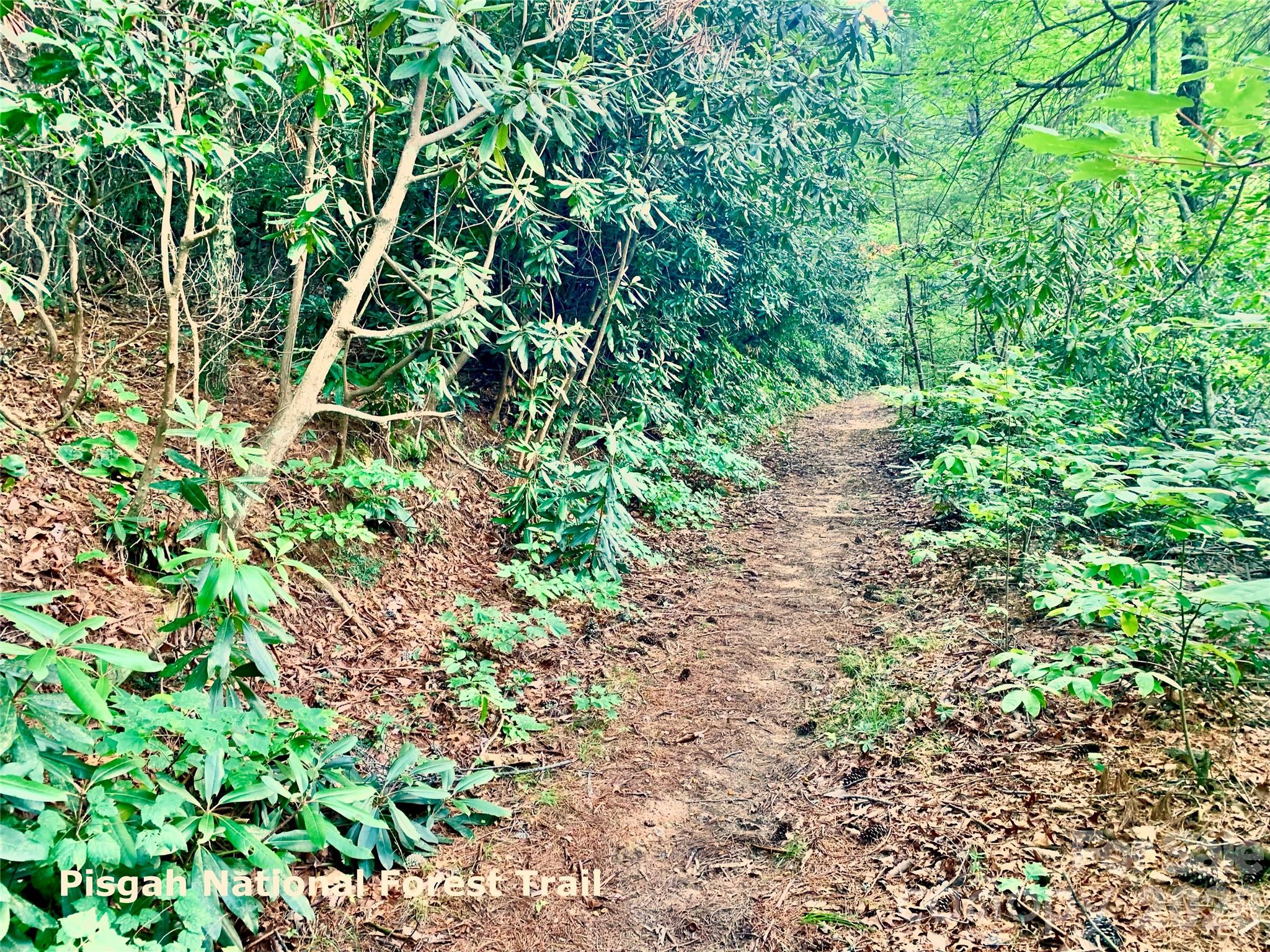 Pisgah National Forest Trail - Lot 23 Bear Track Lane, Lenoir