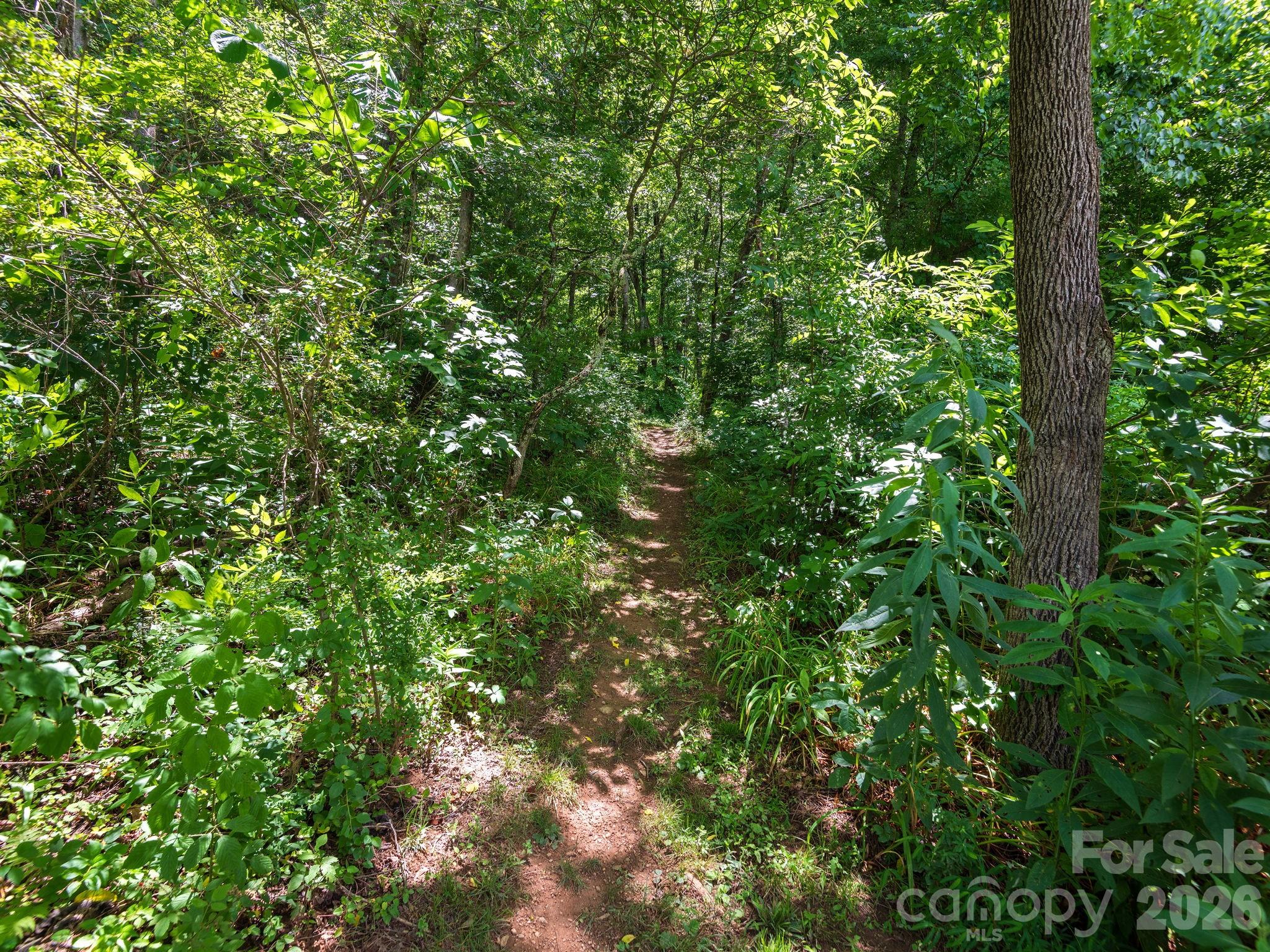 Trail starts here! - 46 Perennial Ridge, Weaverville