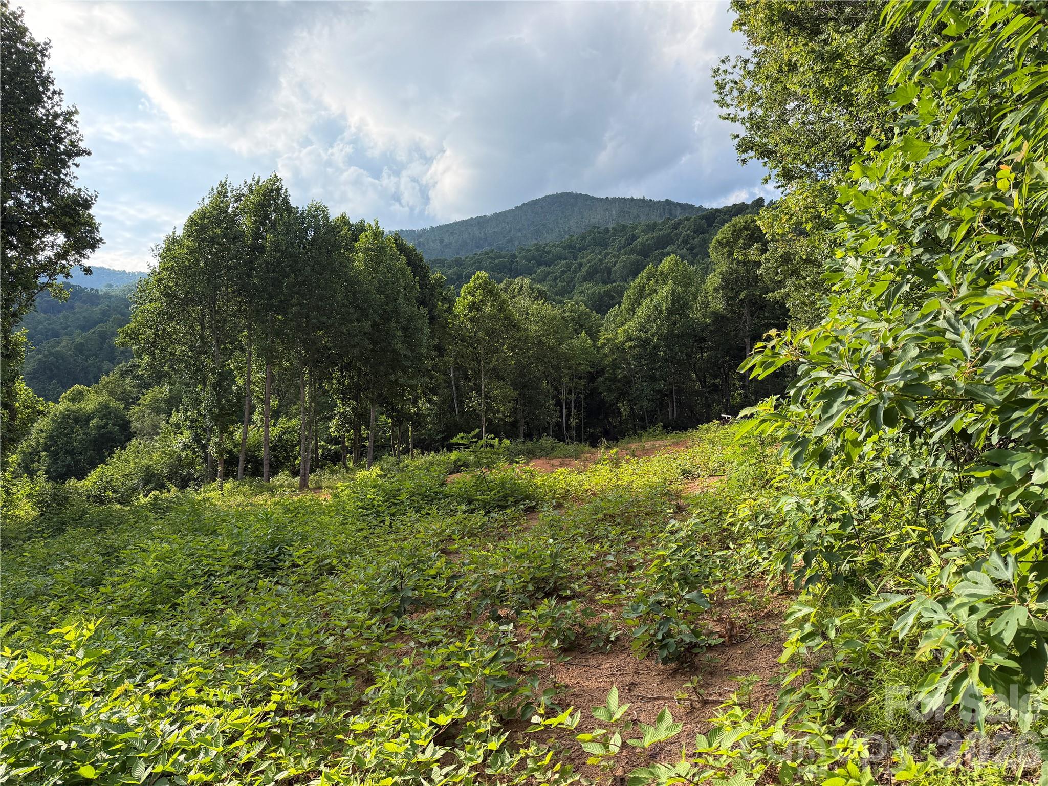 Acreage at 99999 Tipton Lane, Bakersville, photo 20 of 29