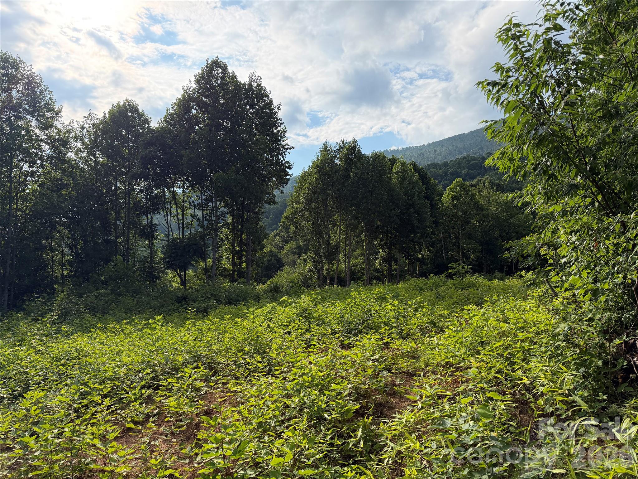 Acreage at 99999 Tipton Lane, Bakersville, photo 21 of 29