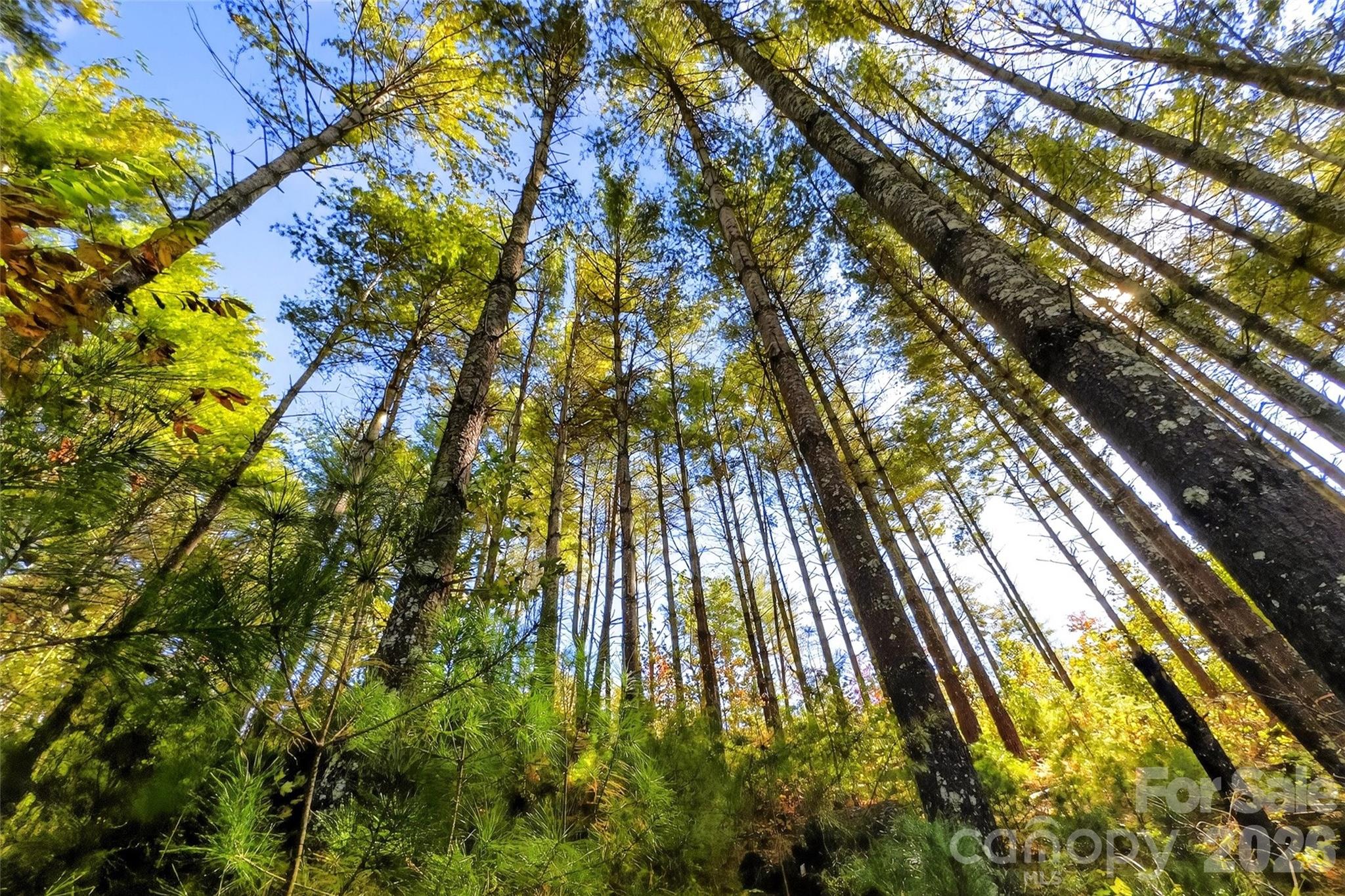 Lot at 0 West Point Drive, Nebo, photo 7 of 36