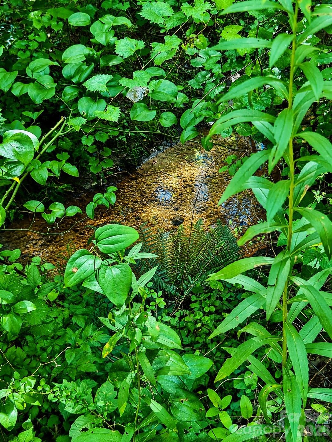 Stream on property - 111 Dundee Court, Maiden