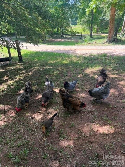 Free Range Chickens - 3448 Center Road, Chester