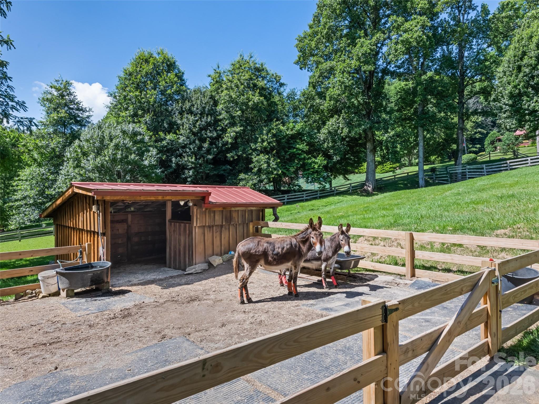 Community Donkeys - 612 Brannon Forest Drive, Waynesville