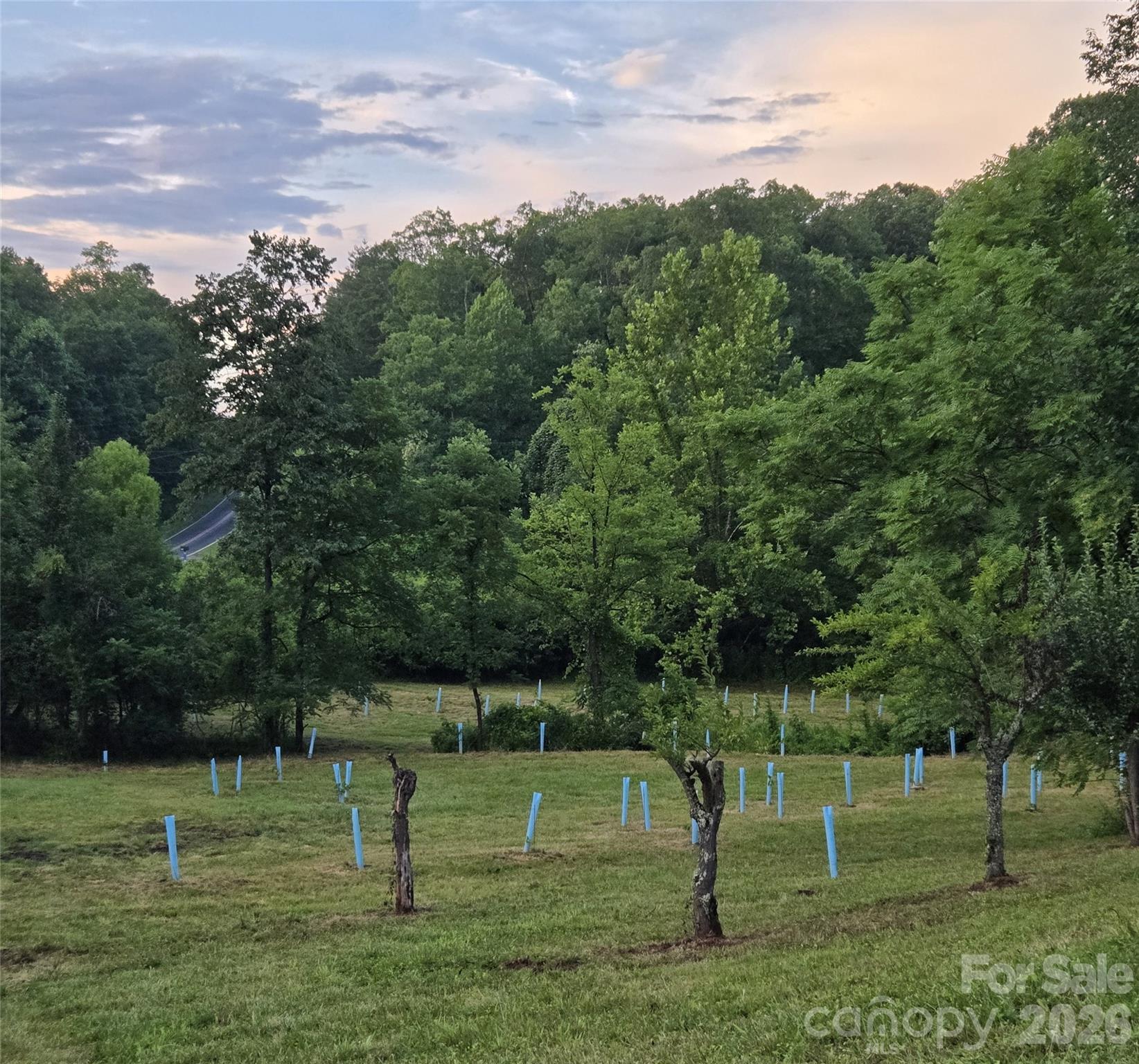 Fruit producing trees make up a grove that will soon provide for the property. - Including Paw Paw Trees! - 670 Cedar Creek Road, Lake Lure
