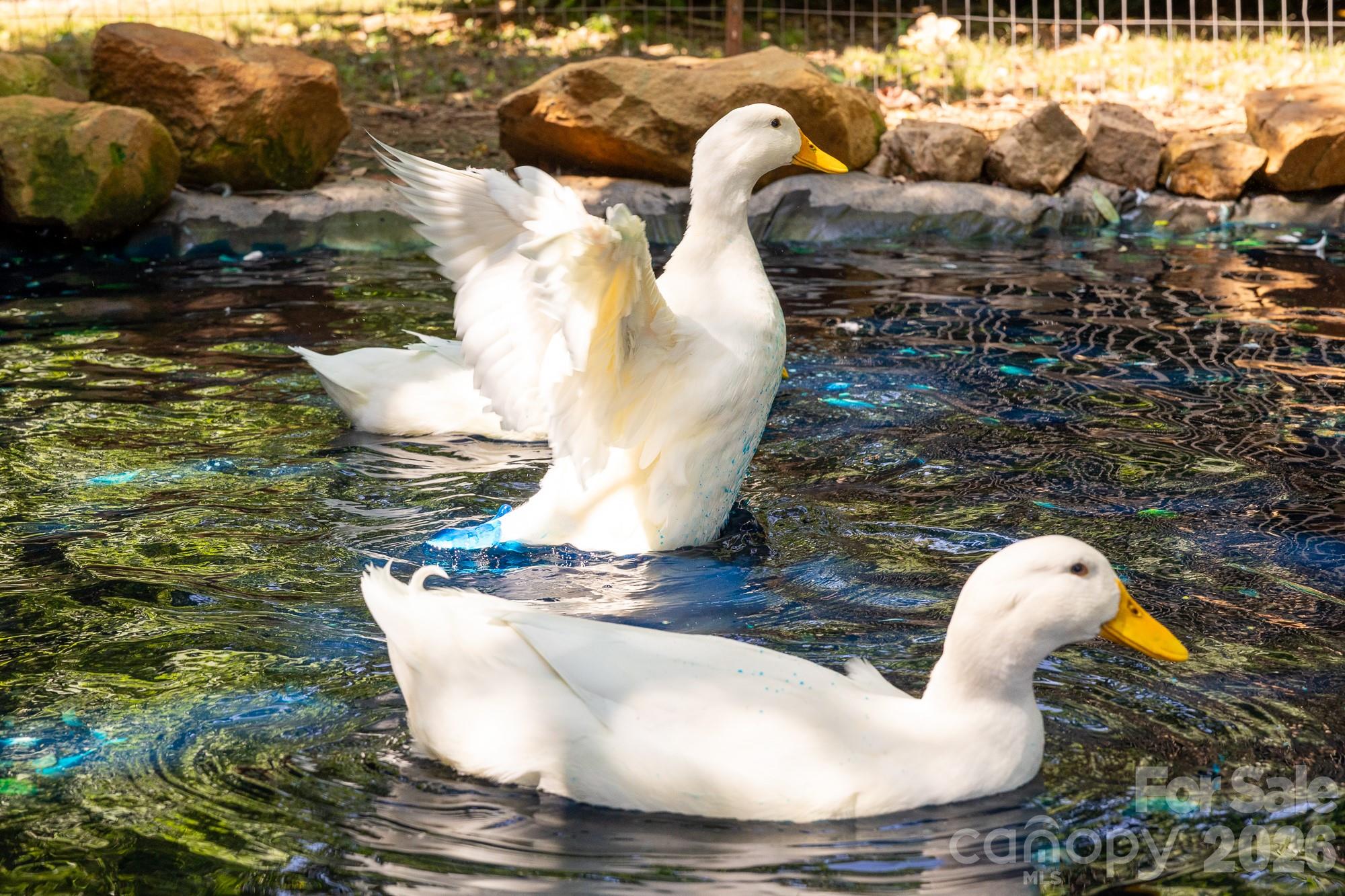 Small Duck Pond - 561 N Shiloh Road, York