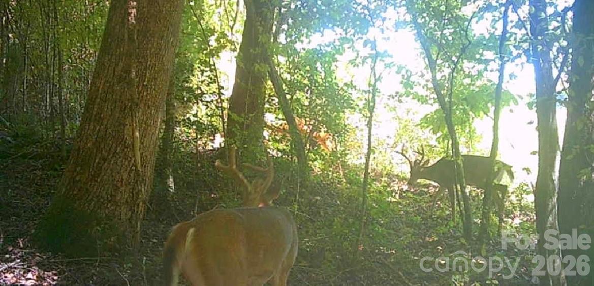 Lot at 0 E Pine Hill Avenue, Morganton, photo 18 of 19
