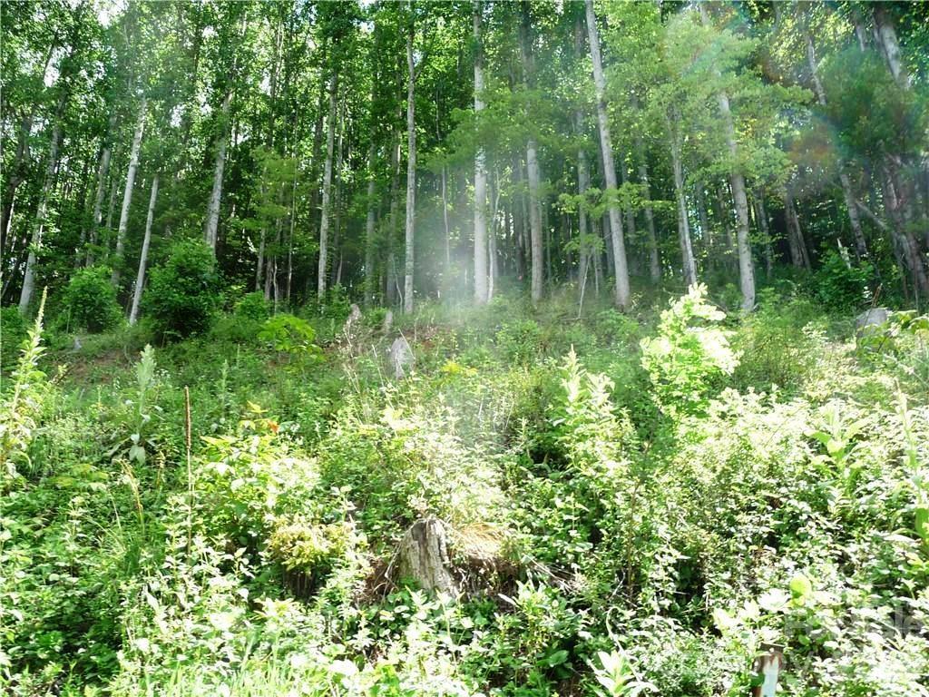 Lot at 870 Bairds Creek Road, Vilas, photo 9 of 14