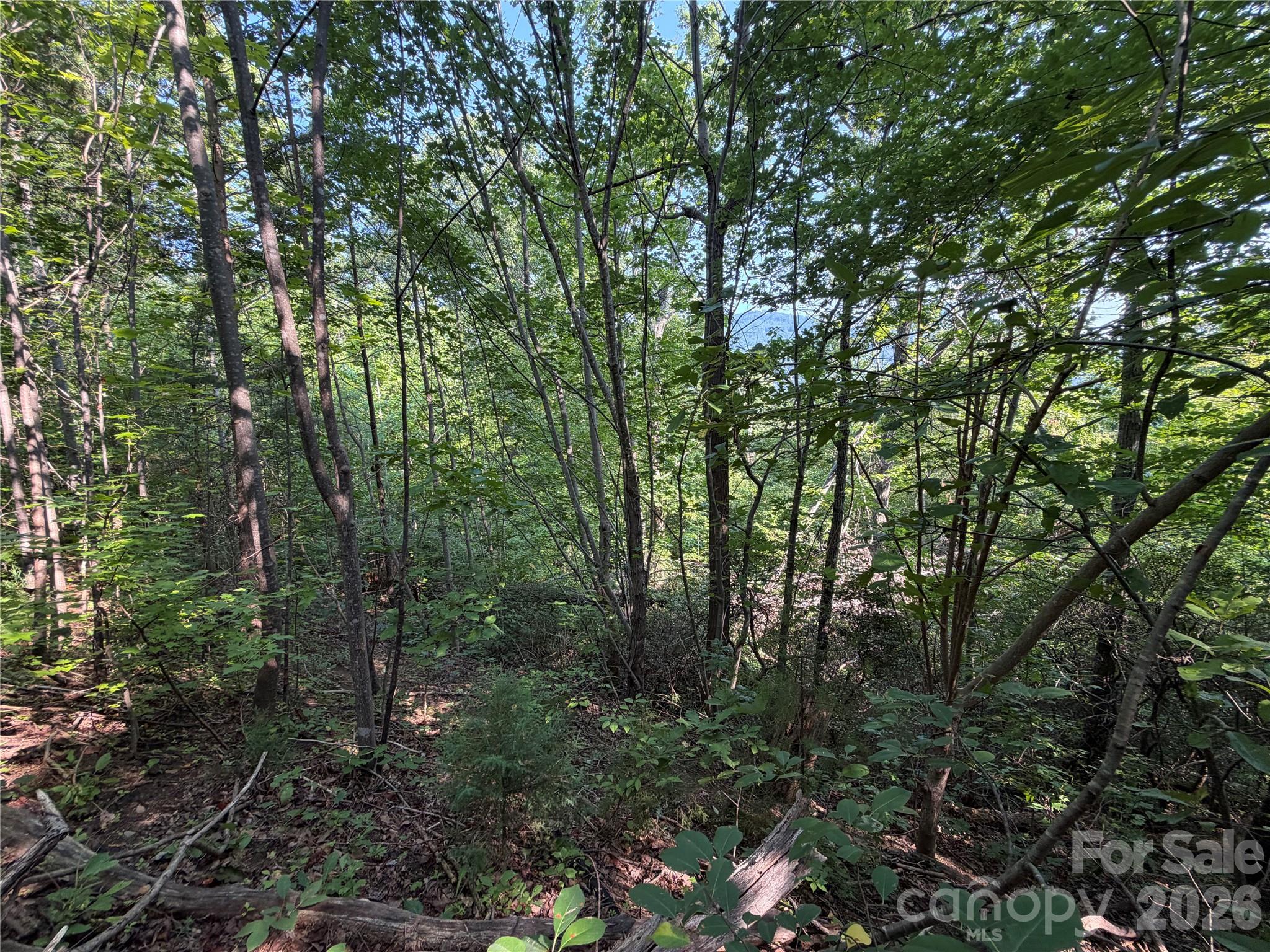 Potential Home Site. Check out the glimpse of the beautiful mountain view through the trees. - 00 Holland Drive, Columbus