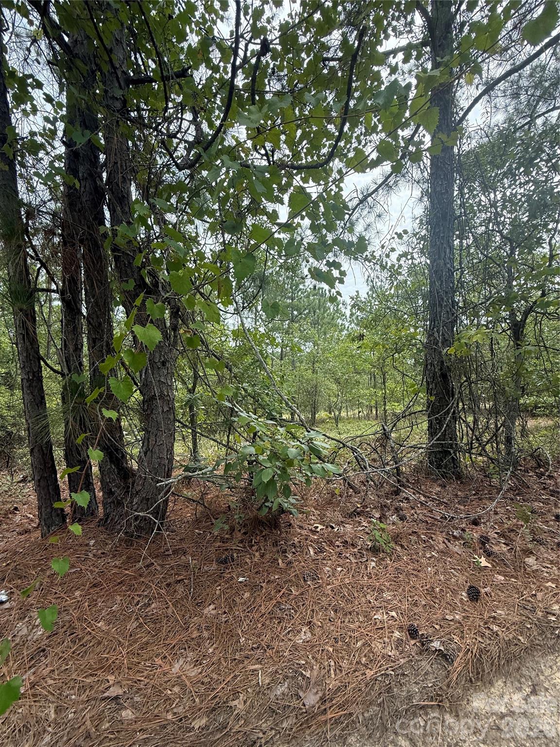 Acreage at TBD Sheridan Oliver Road, Ruby, photo 5 of 13