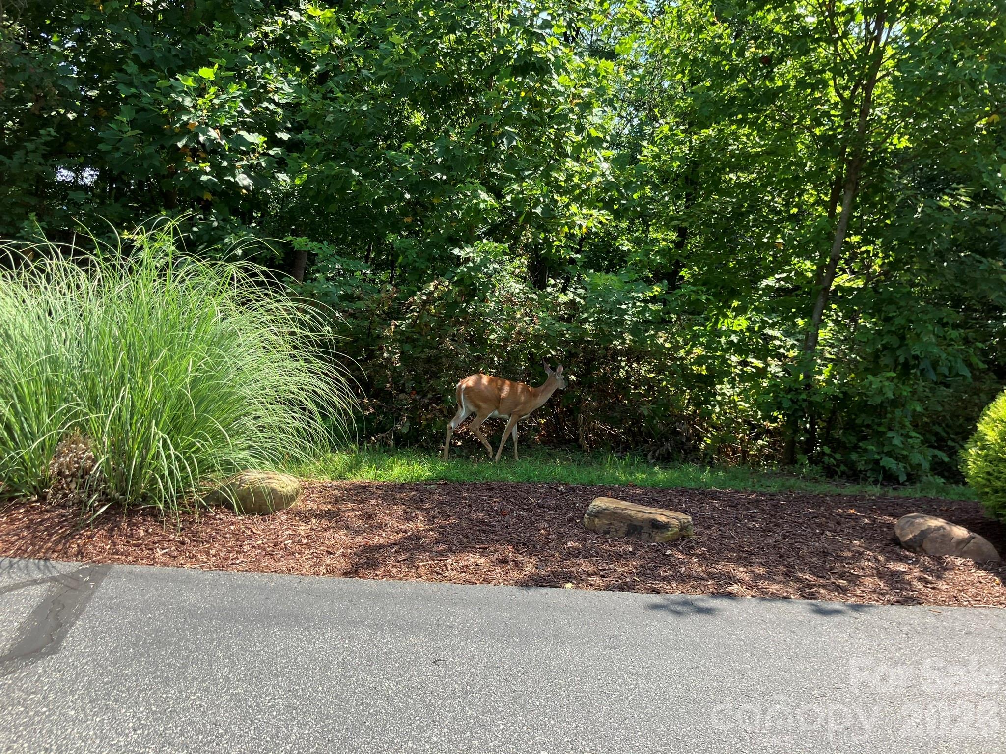 Lot at 1211 Mountain Vista Drive, Nebo, photo 11 of 21