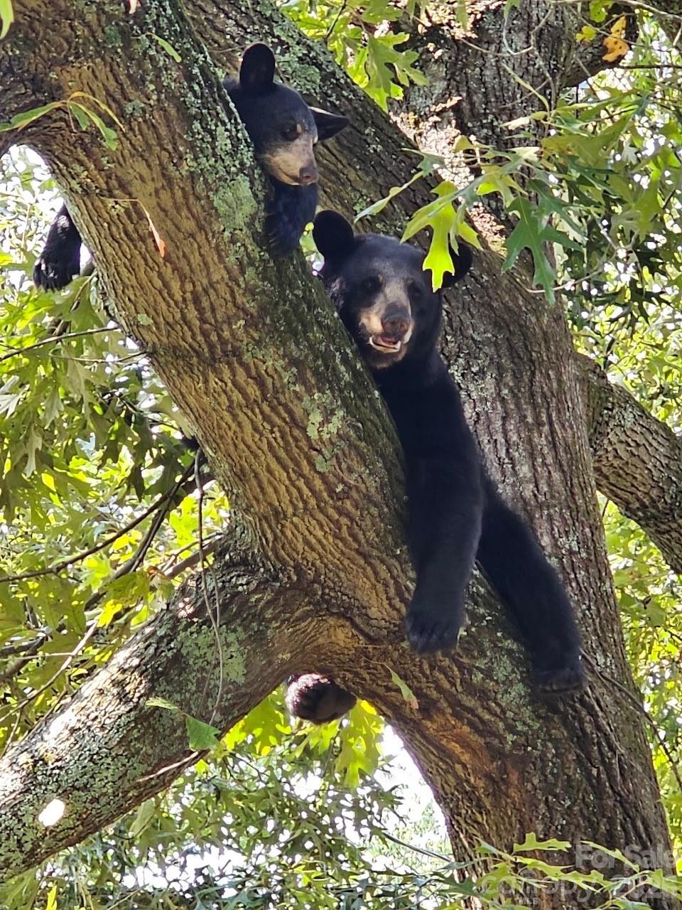Caught in the act! Even the local wildlife can't resist the charm of this property—the trees come with built-in entertainment. - 146 Courtland Avenue, Asheville