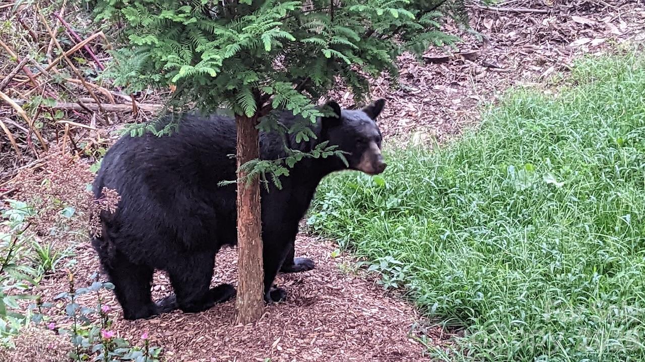 Cute bear sighting! This local resident was spotted peeking from behind a small tree on the property. Nature is right in your backyard! - 146 Courtland Avenue, Asheville