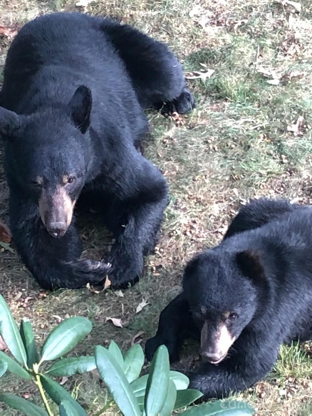just a couple of local residents enjoying the property! - 146 Courtland Avenue, Asheville