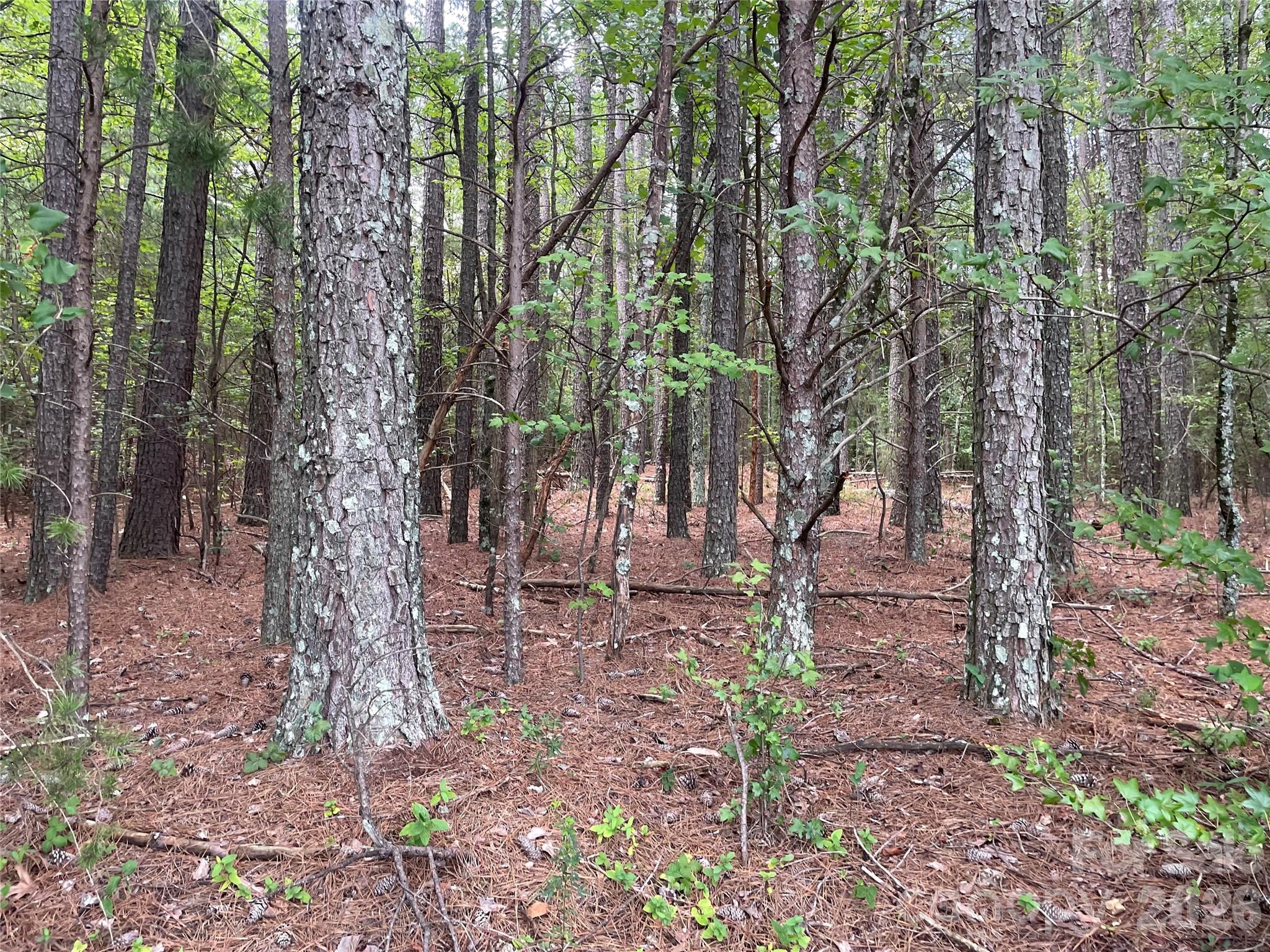 Wooded interior of Lot 1 with mature trees and a private natural setting. - 01 Fishermans Lane, Maiden