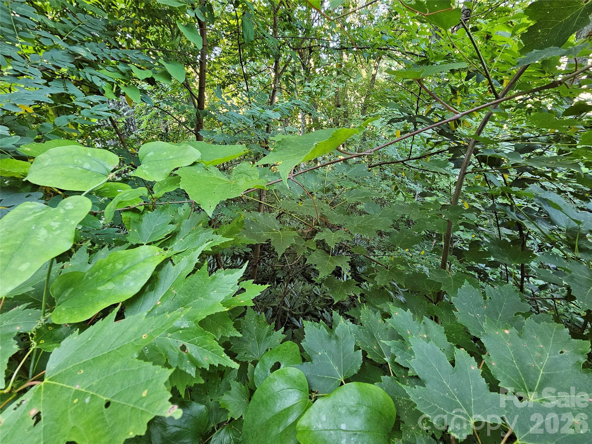 WOODED LOT - 102 Big Ridge Road, Burnsville