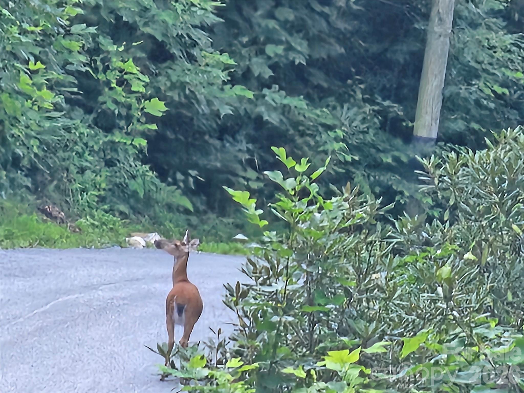 DEER ON ROAD NEAR PROPERTY - 102 Big Ridge Road, Burnsville