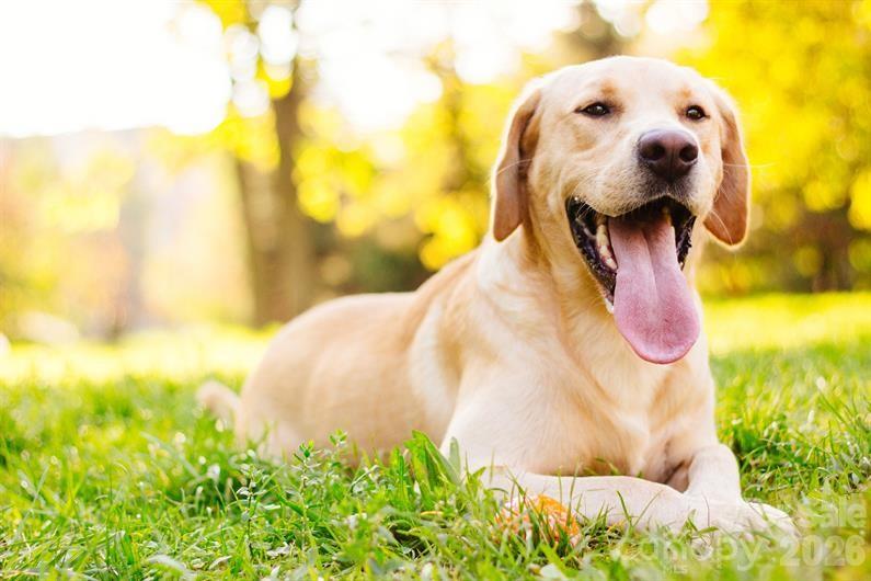 Dog Park - If you are Looking for a Tail-Wagging Good Time just Head Out to the Community Dog Park! - 1843 Millstream Drive, China Grove