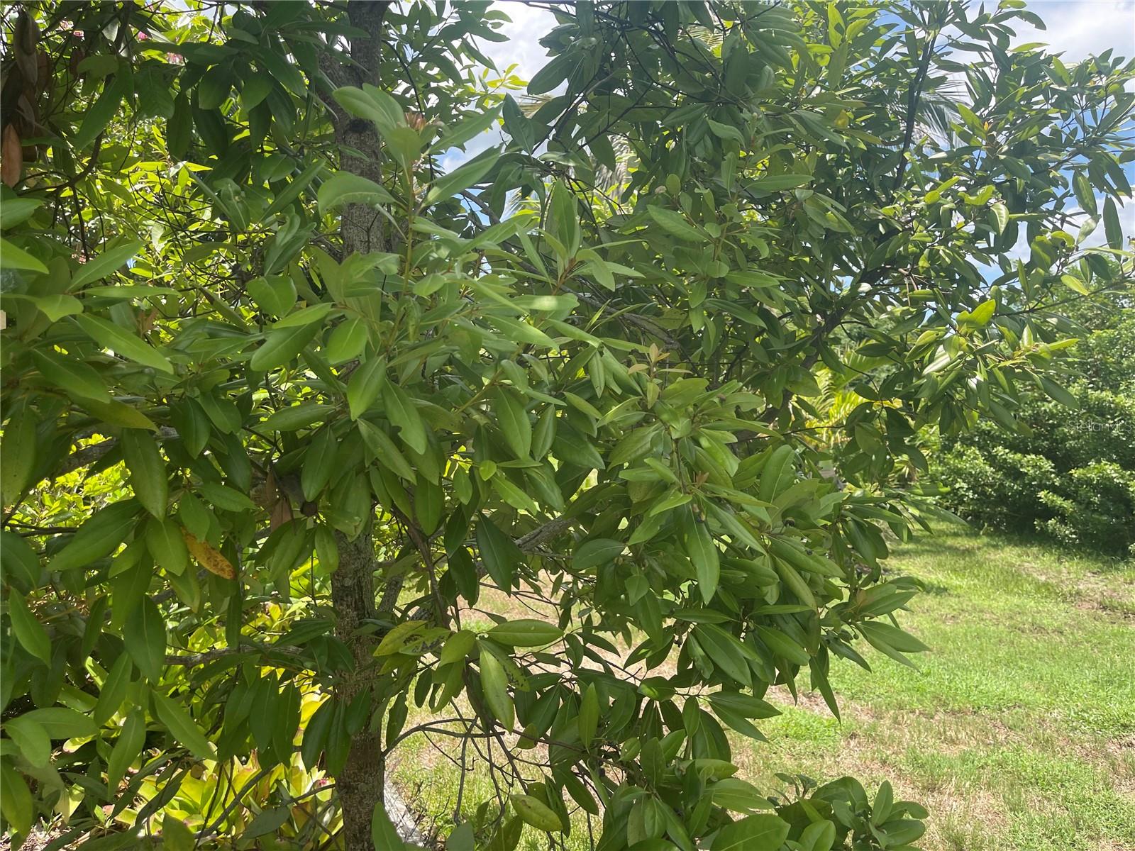 Your own Bay Leaf Tree - 6803 COYOTE RIDGE CT, BRADENTON