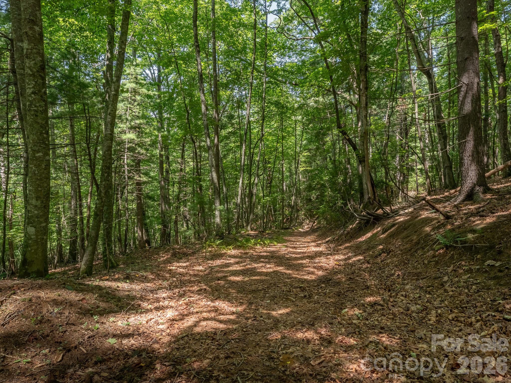 Old dirt driveway leading to Parcel 3 with access off Hebron Road. - 0 Hebron Road, Hendersonville