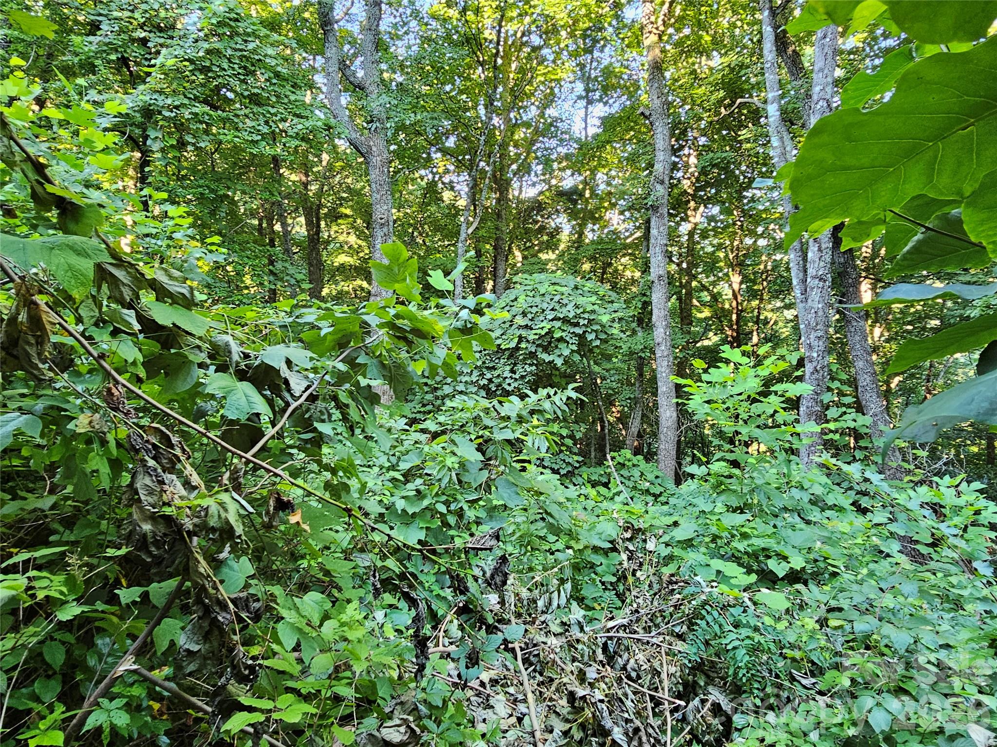 WOODED LOT - 109 Big Ridge Road, Burnsville