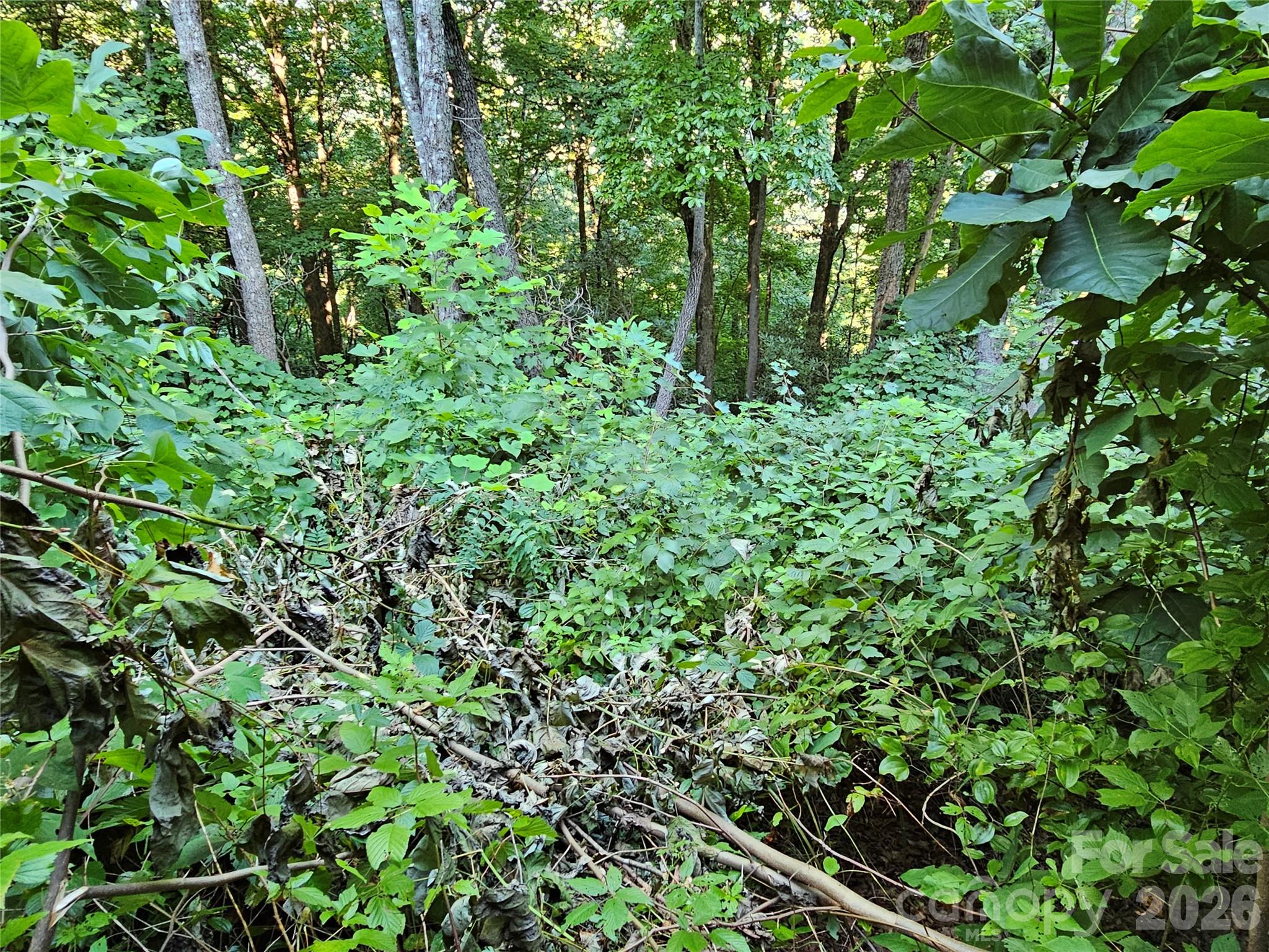 WOODED LOT - 109 Big Ridge Road, Burnsville
