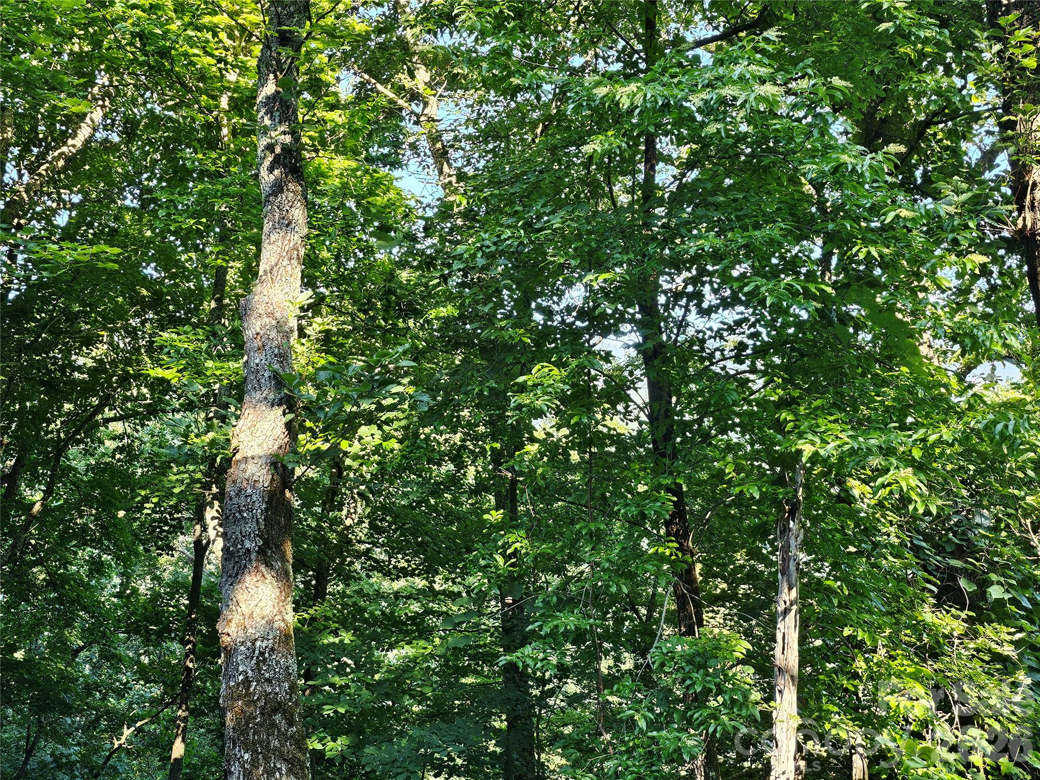 WOODED LOT - 109 Big Ridge Road, Burnsville