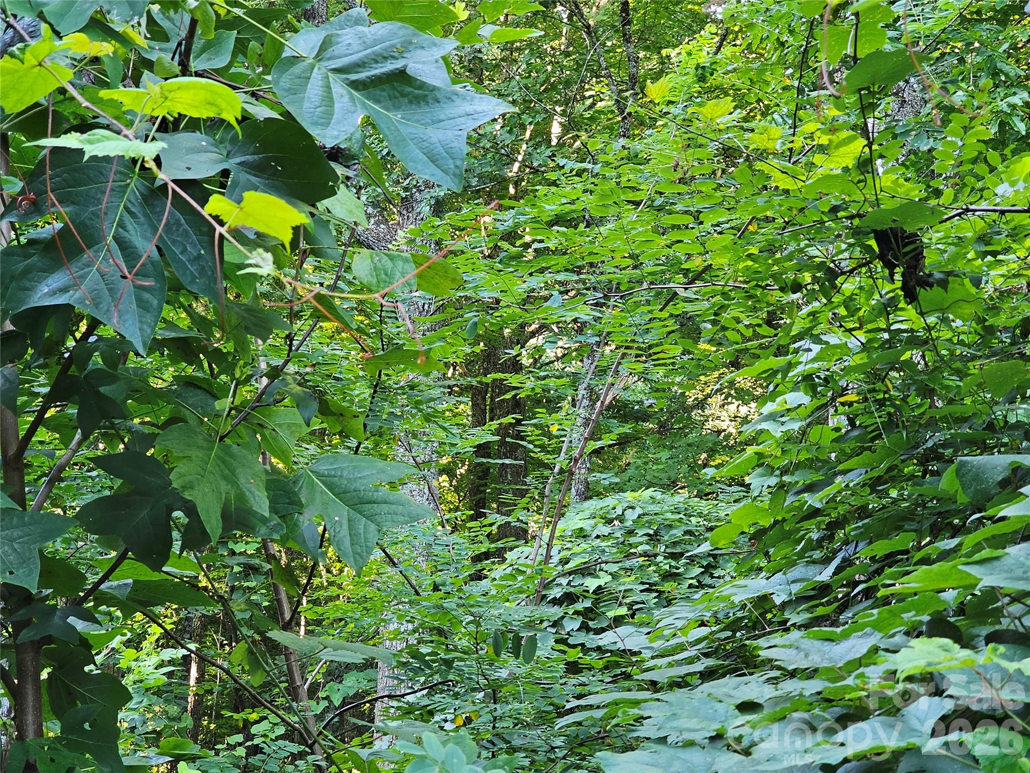 WOODED LOT - 109 Big Ridge Road, Burnsville