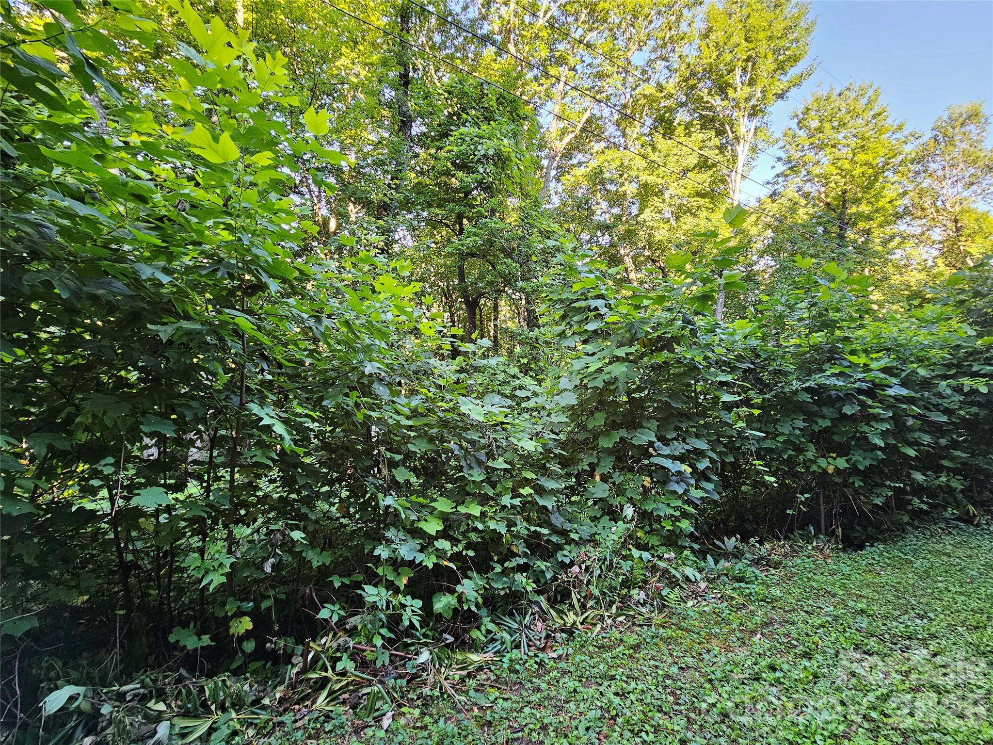 ROAD FRONTAGE VIEW - 109 Big Ridge Road, Burnsville
