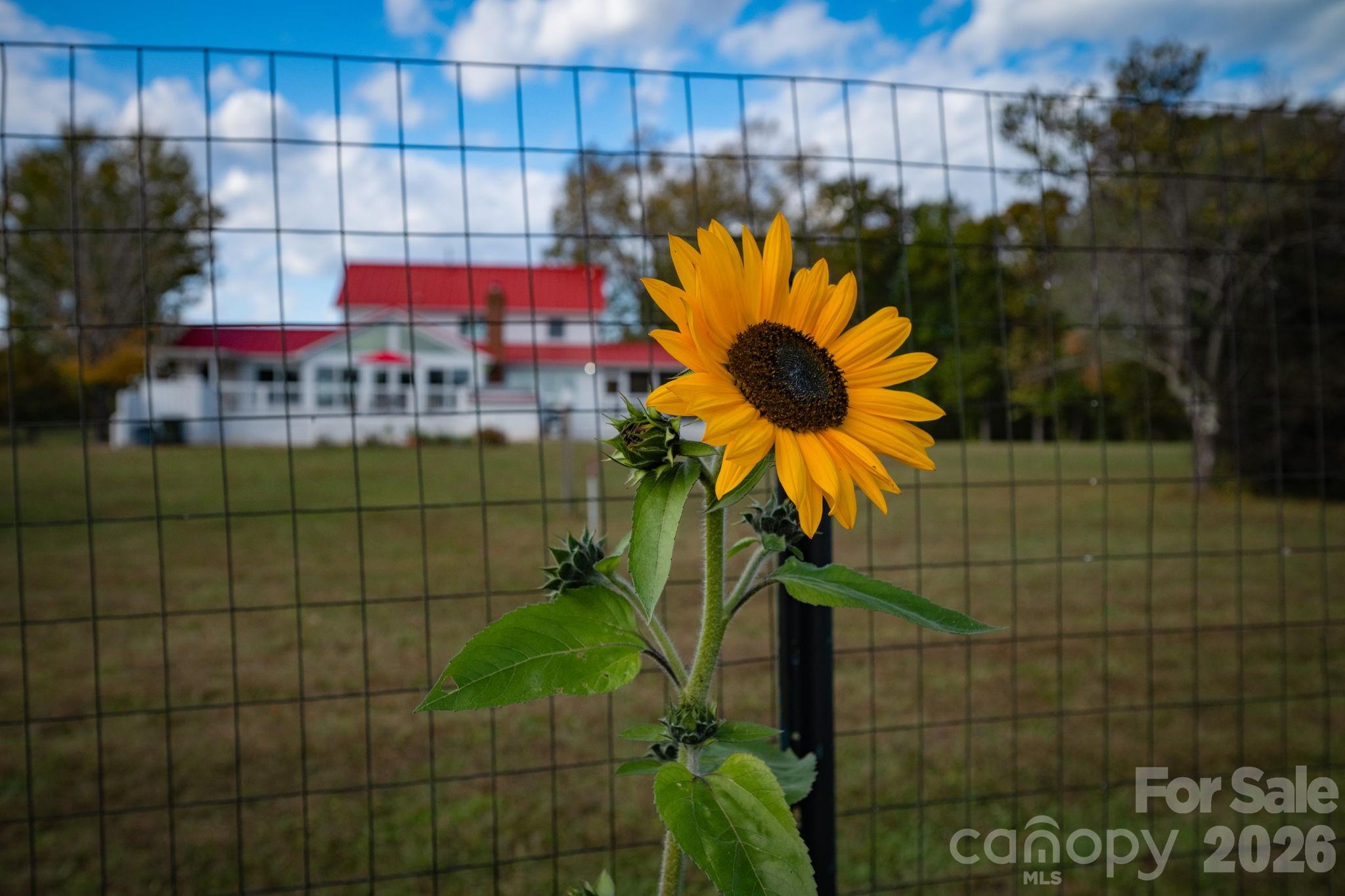 Backyard garden perfect for garden enthusiasts - 1260 Beaver Island Trail Road, Walnut Cove