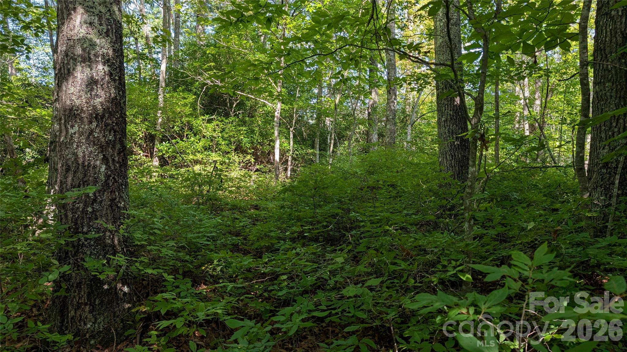 Hardwoods like Maples and Oaks, as well as shrubs like wild blueberries. - TBD Kelly Mountain Road, Brevard
