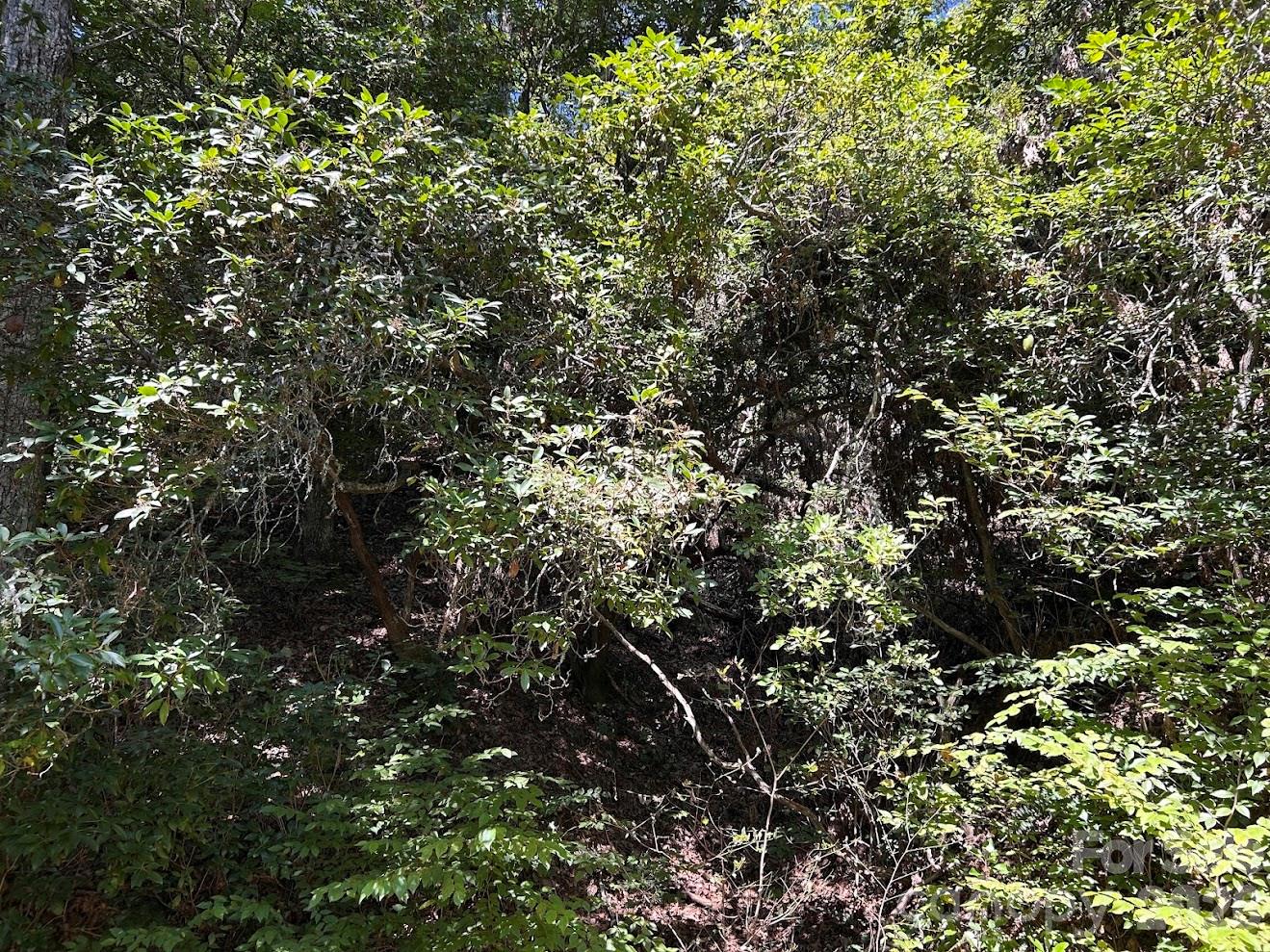 Stands of Mountain Laurel - 9999 US Hwy 441 Highway S, Sylva