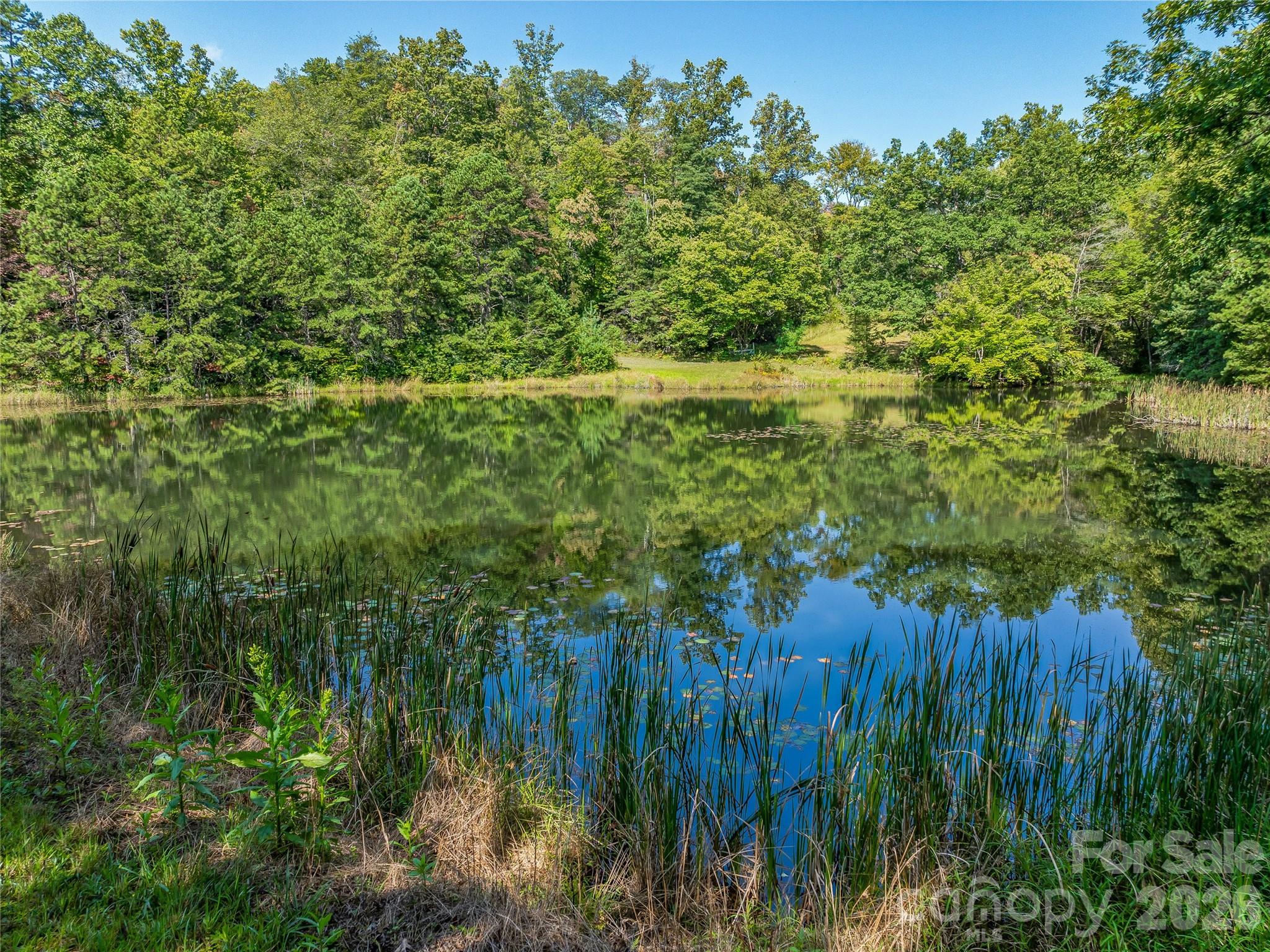 Acreage at 567 Davey Branch Road, Horse Shoe, photo 2 of 44