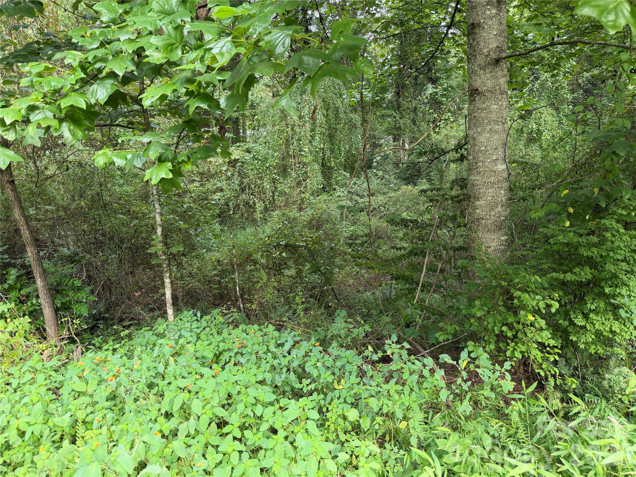 Untouched Land with City Water and Sewer Available. - Off Meadowbrook Circle, Brevard
