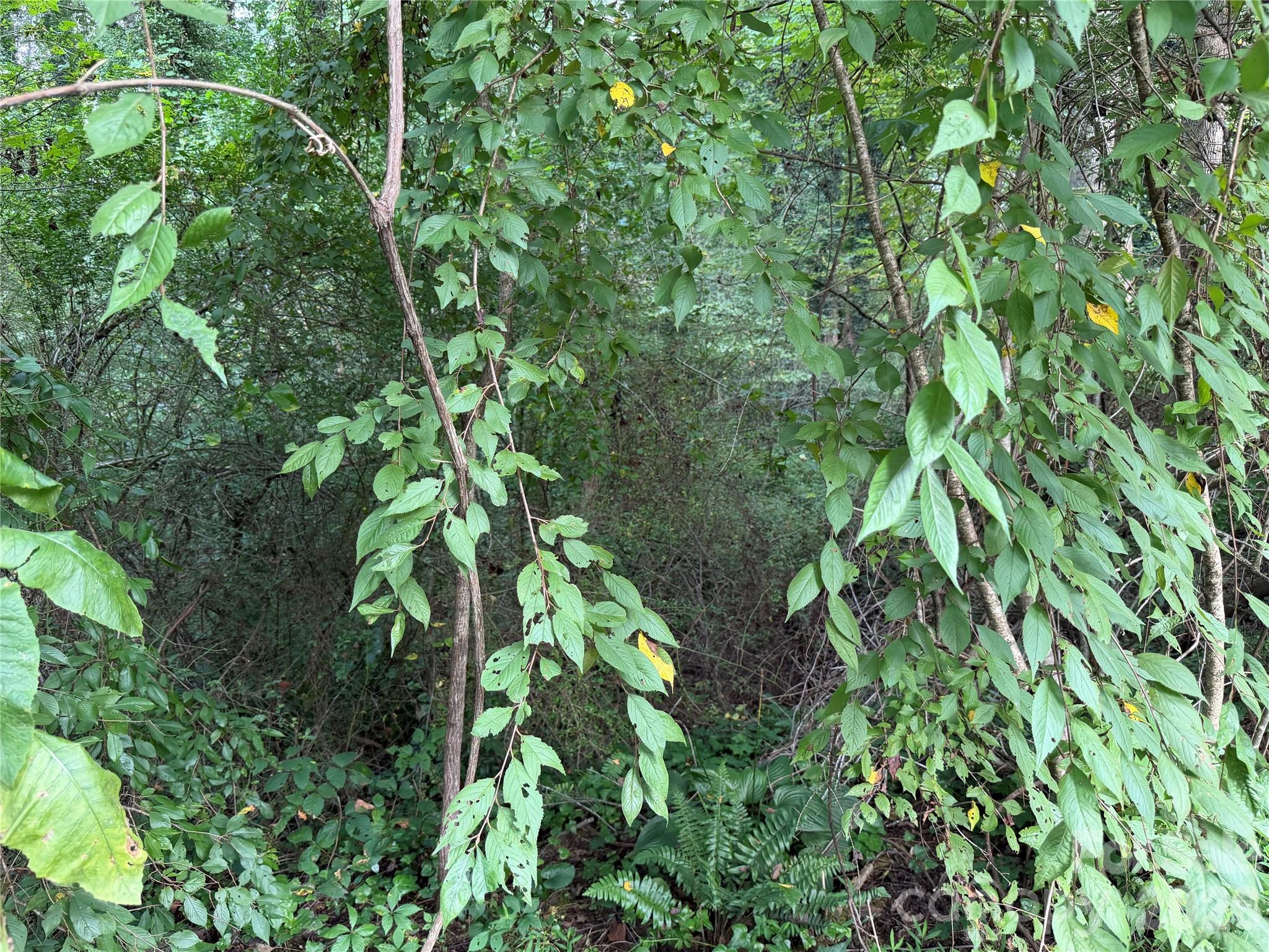 Creek Runs Throughout the Property. - Off Meadowbrook Circle, Brevard