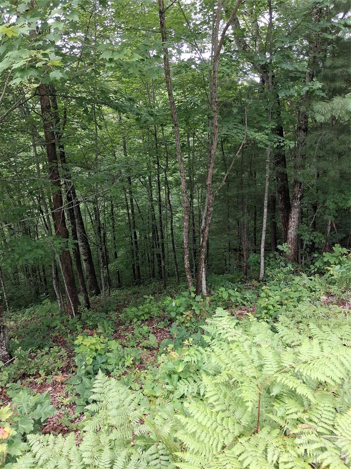 Lot 47, mid to late summer - TBD Preservation Trail, Sylva