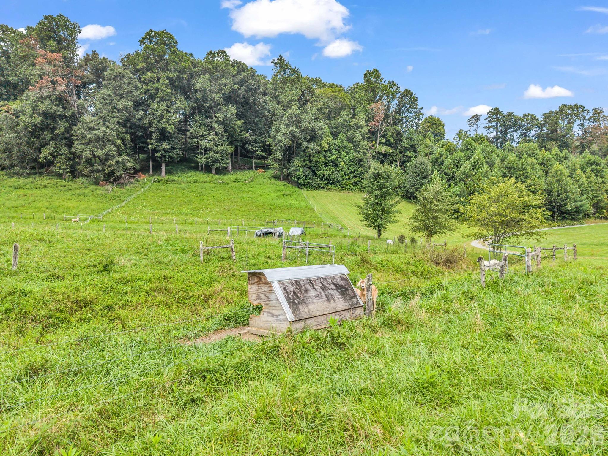 Pasture with some livestock shelters - 136 Limousine Lane, Pisgah Forest
