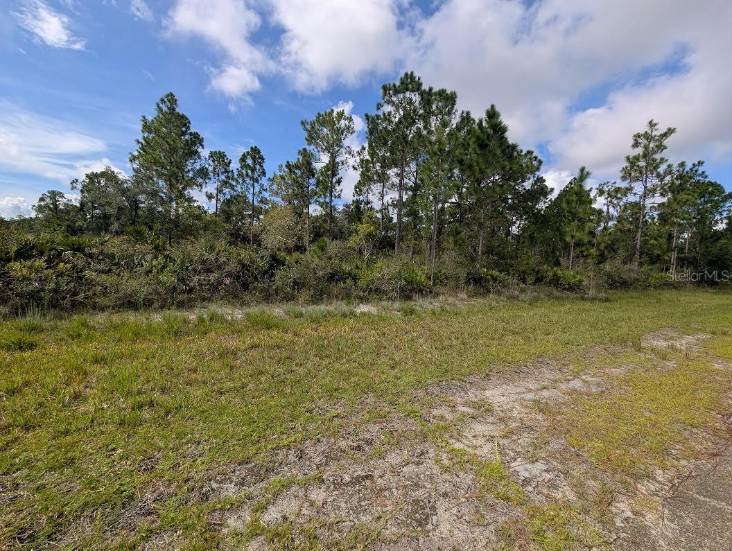OLEANDER DR