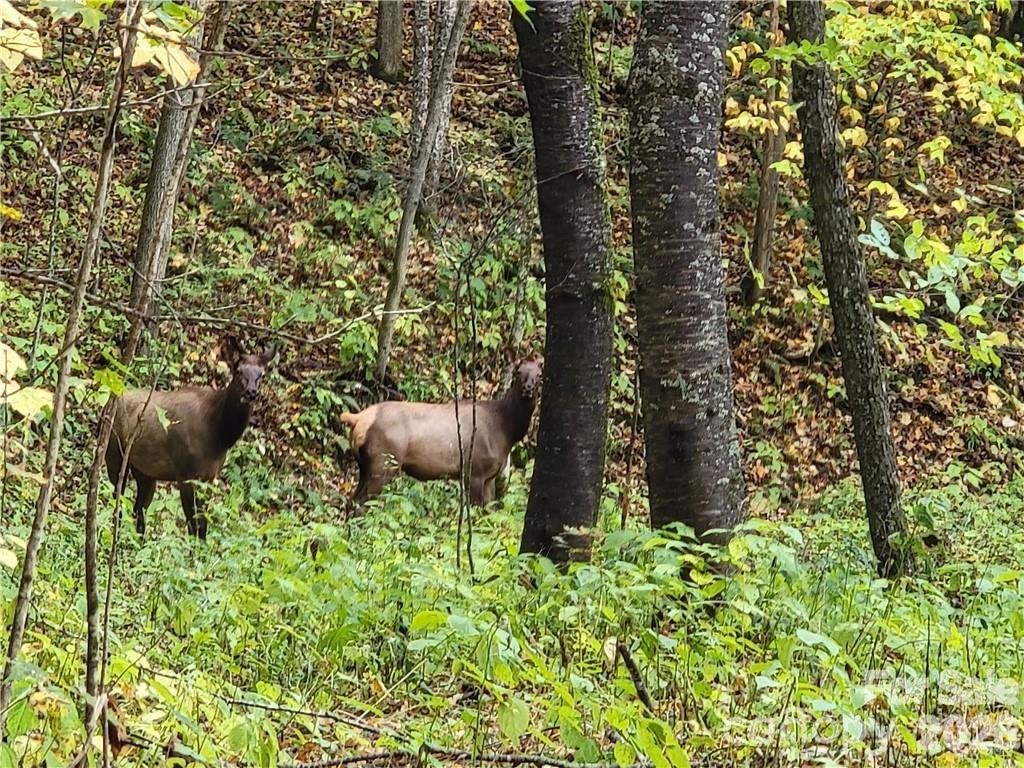 Elk roaming on property - 24 Tater Patch Road, Maggie Valley