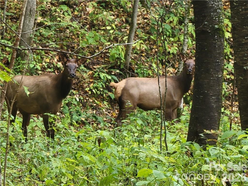 Acreage at 24 Tater Patch Road, Maggie Valley, photo 7 of 46