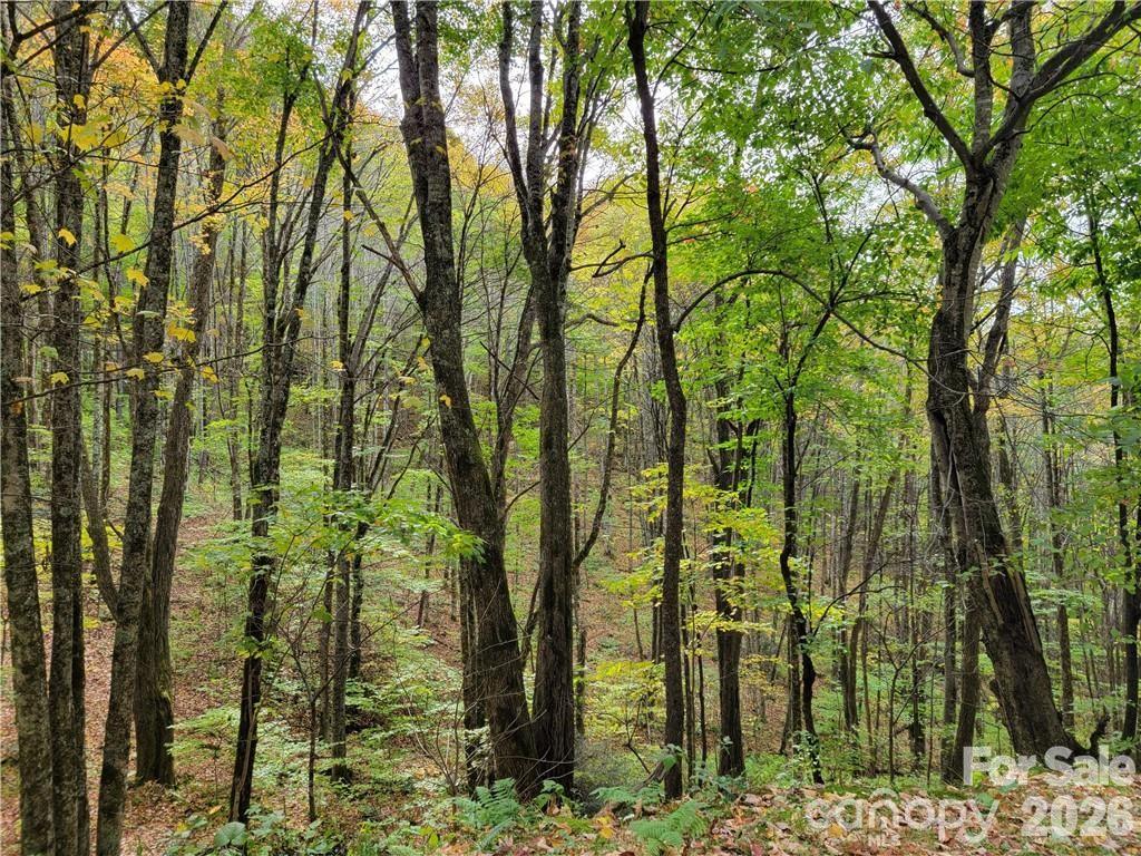 Acreage at 24 Tater Patch Road, Maggie Valley, photo 8 of 46