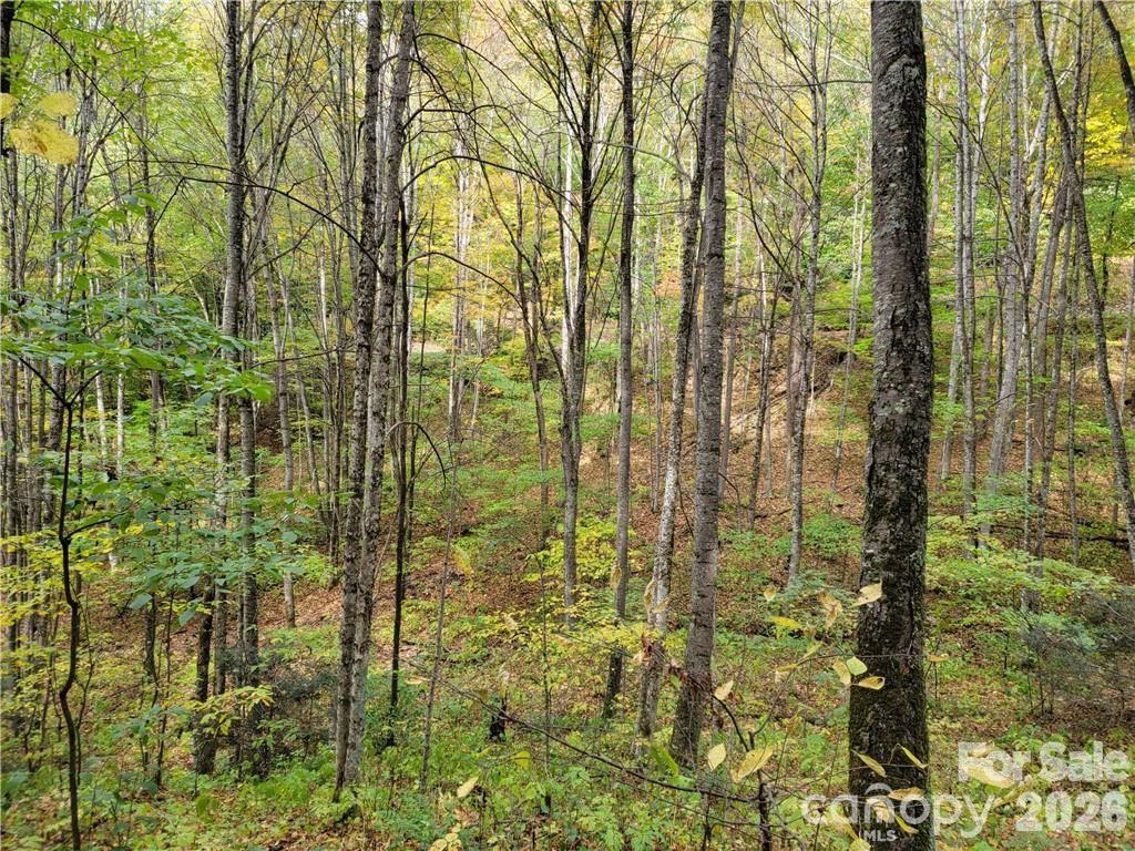 Acreage at 24 Tater Patch Road, Maggie Valley, photo 12 of 46