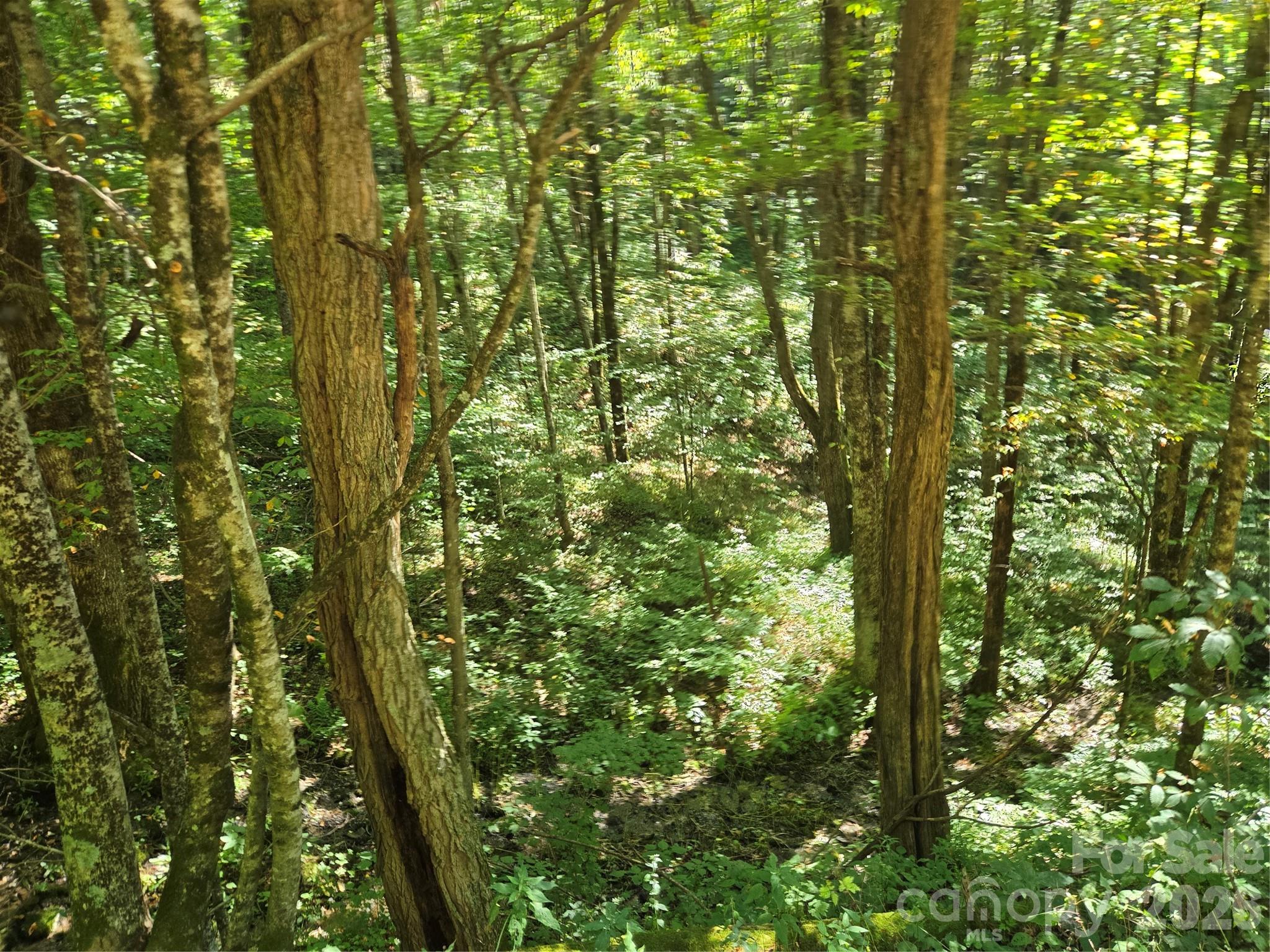 Acreage at 24 Tater Patch Road, Maggie Valley, photo 14 of 46