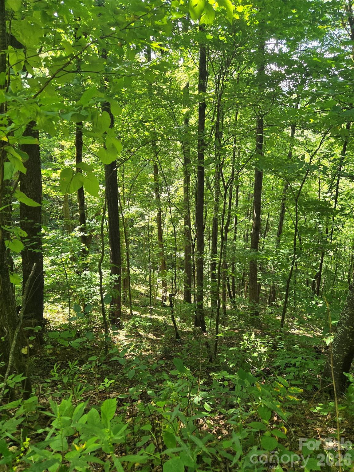 Acreage at 24 Tater Patch Road, Maggie Valley, photo 16 of 46