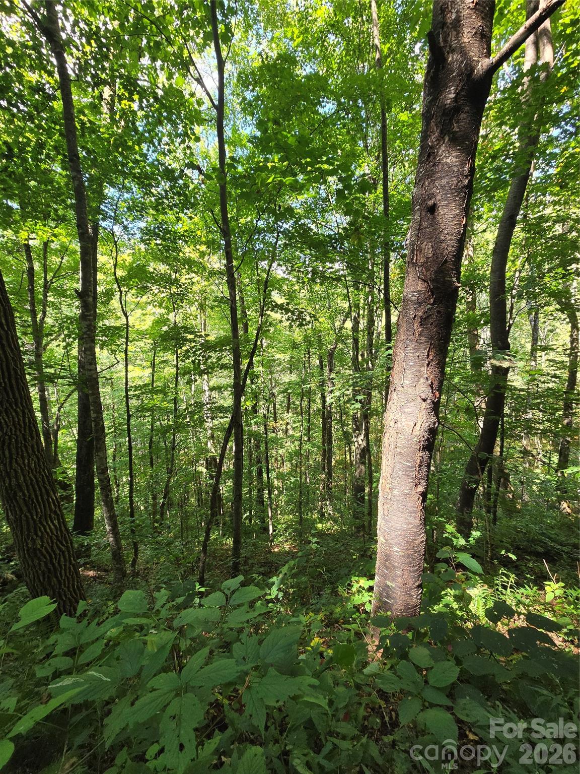 Acreage at 24 Tater Patch Road, Maggie Valley, photo 21 of 46