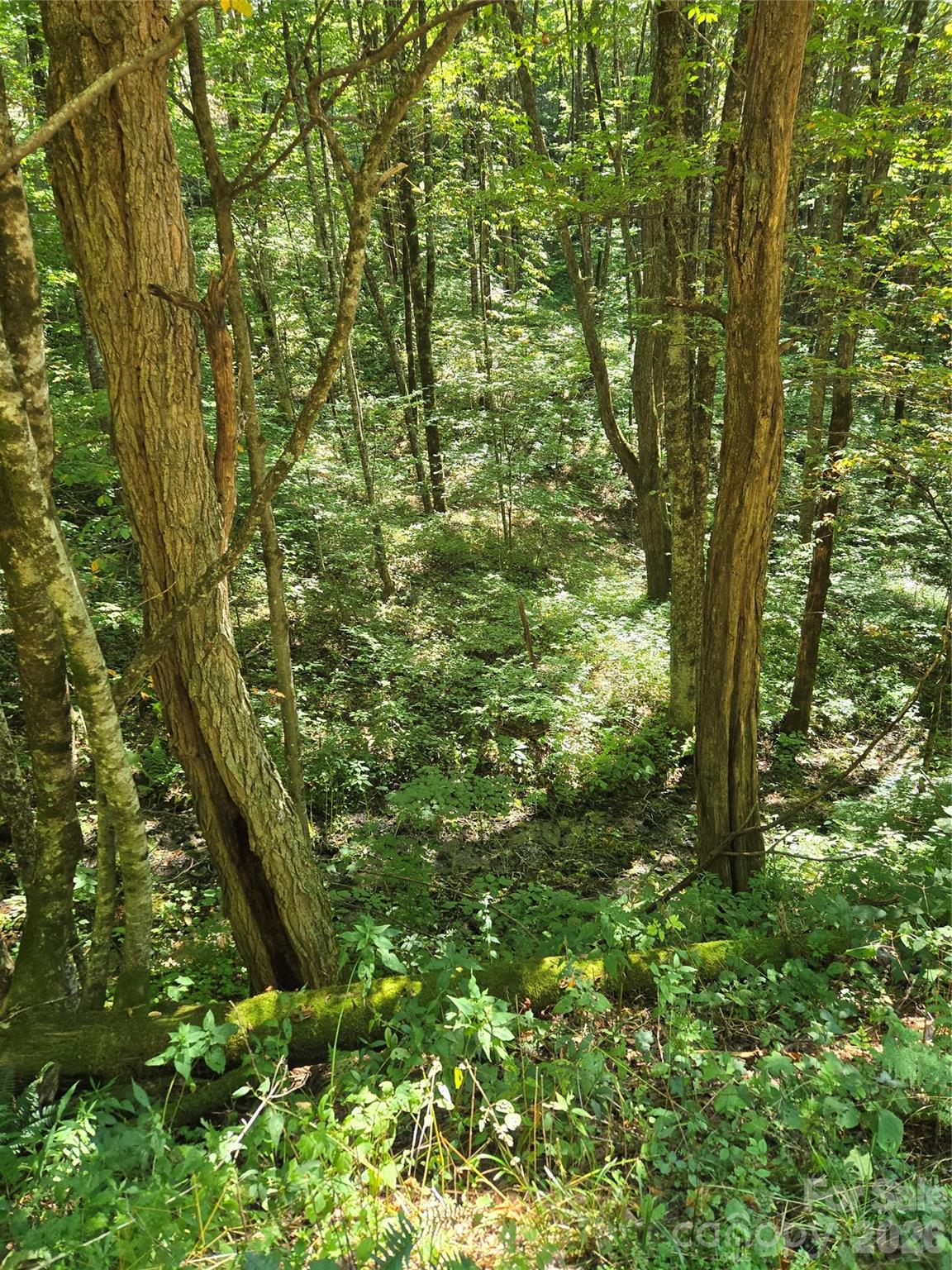 Acreage at 24 Tater Patch Road, Maggie Valley, photo 22 of 46